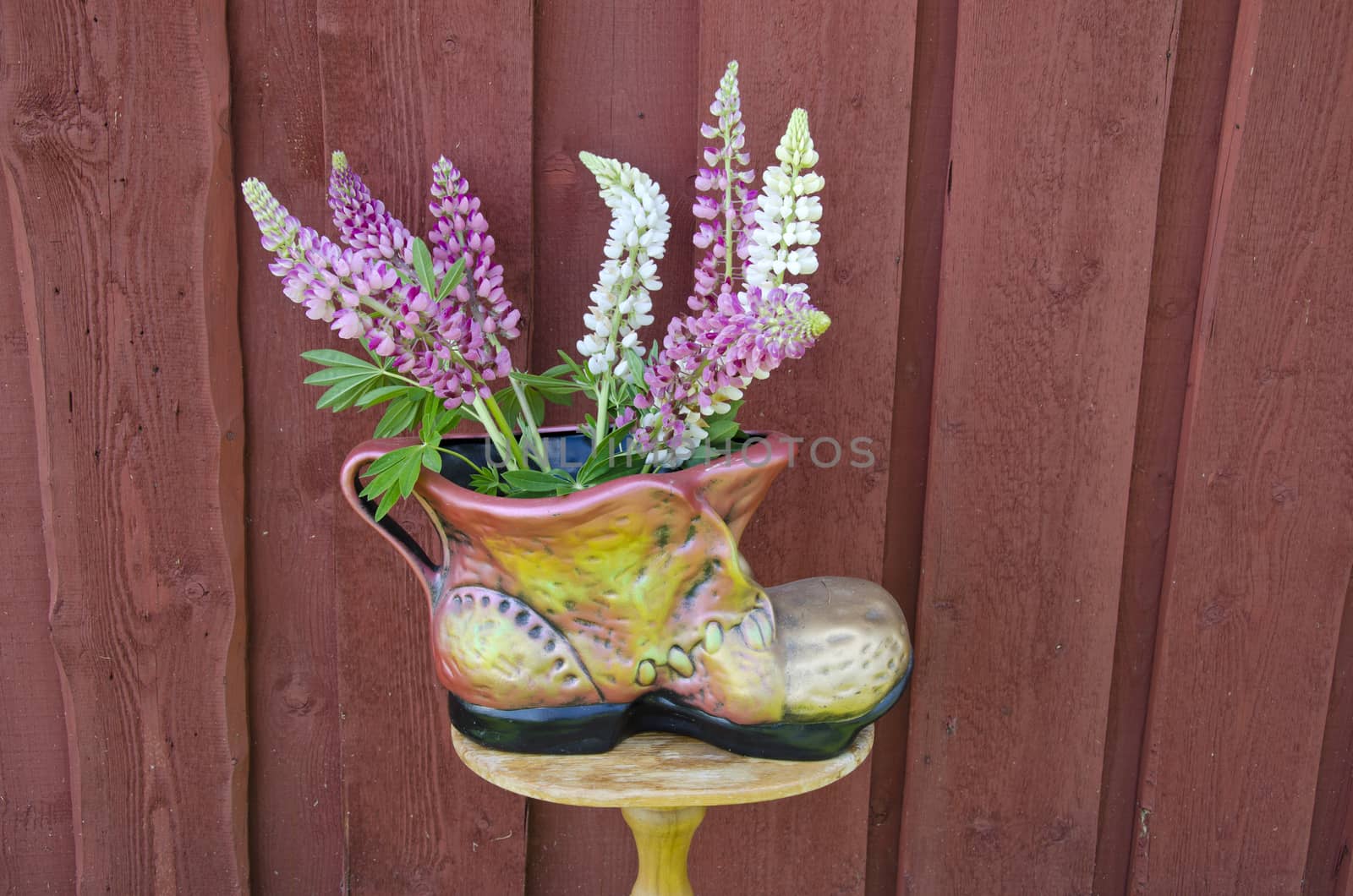 country still life with lupins in shoe form vase on small wooden table near wall