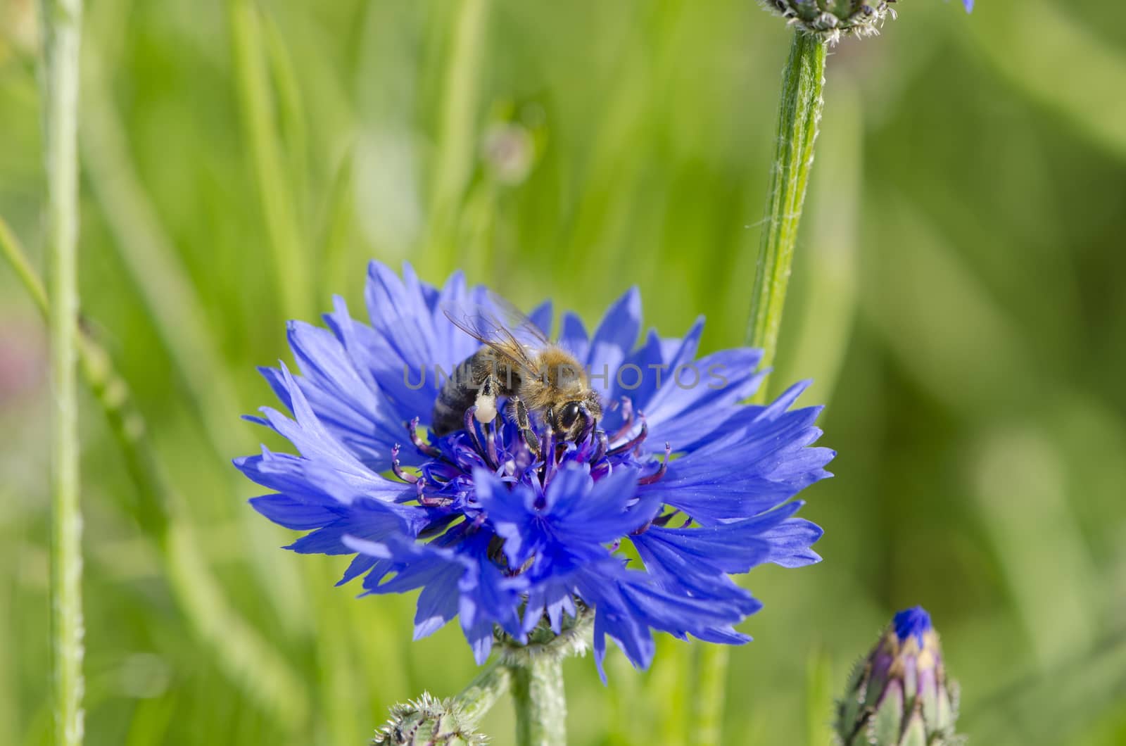 summer bee on beautiful blue cornflower