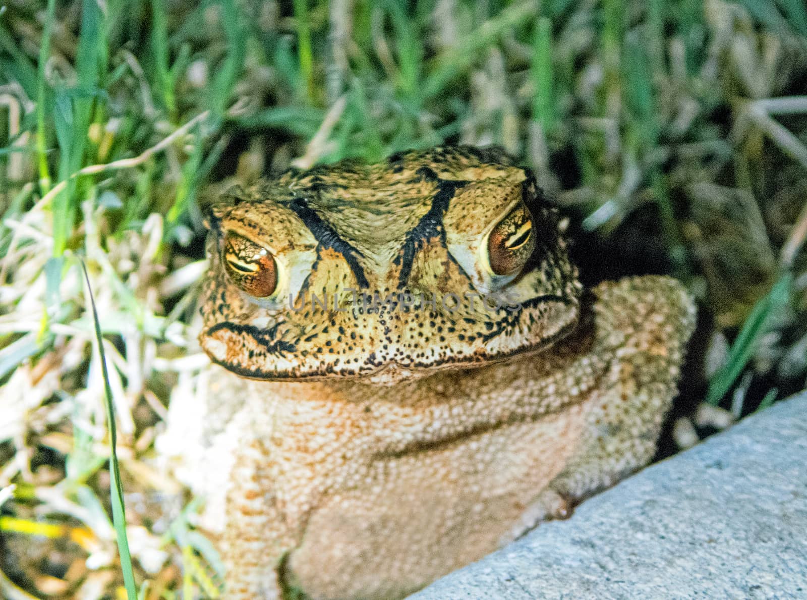 Texas Toad a common ampibian in Texas