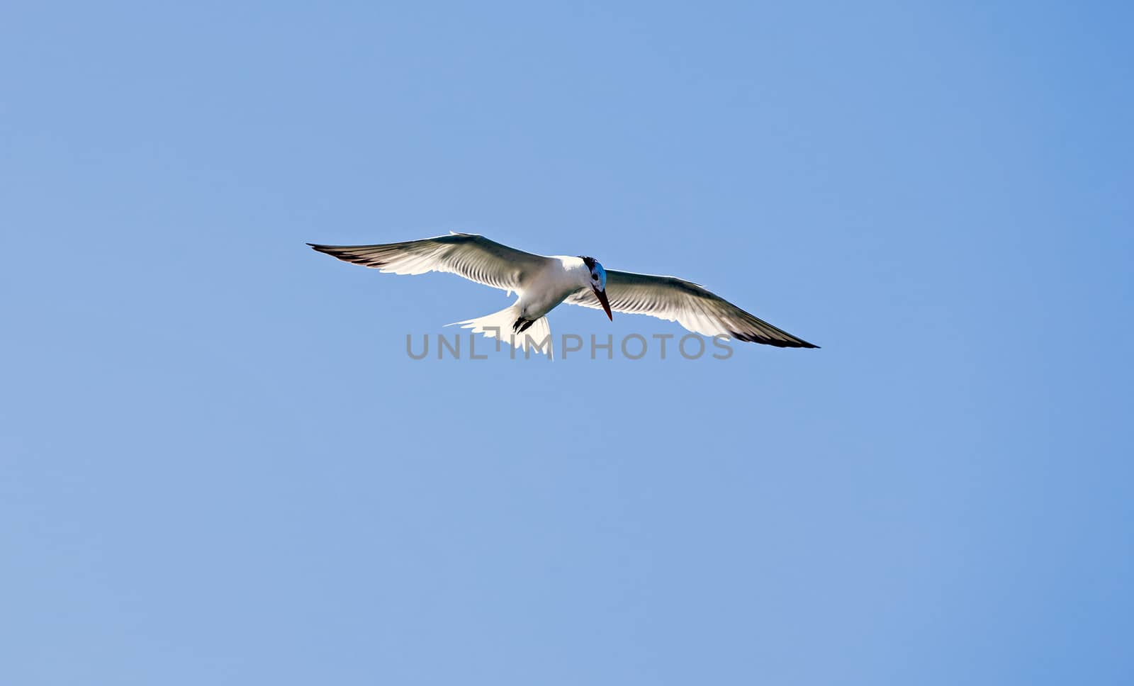 Caspian Tern flying by