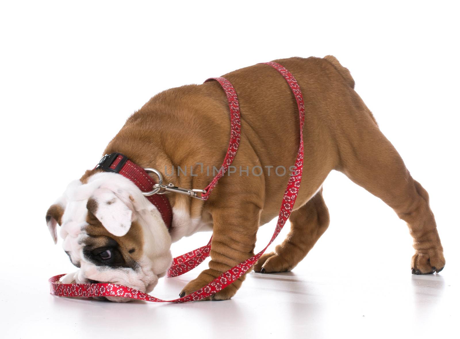 leash training a puppy - bulldog - three months old