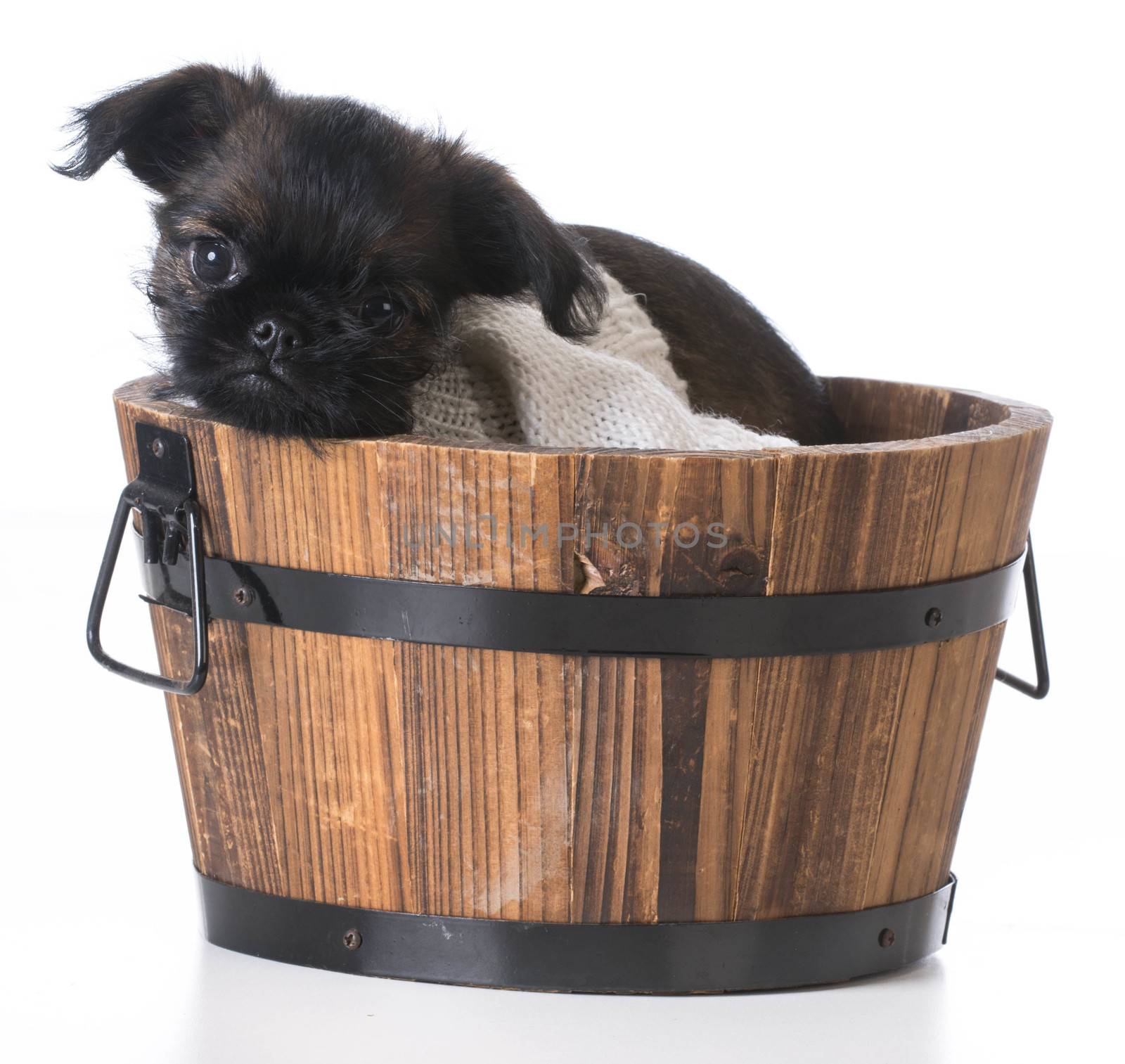 cute puppy - brussels griffon inside a wooden bucket on white background