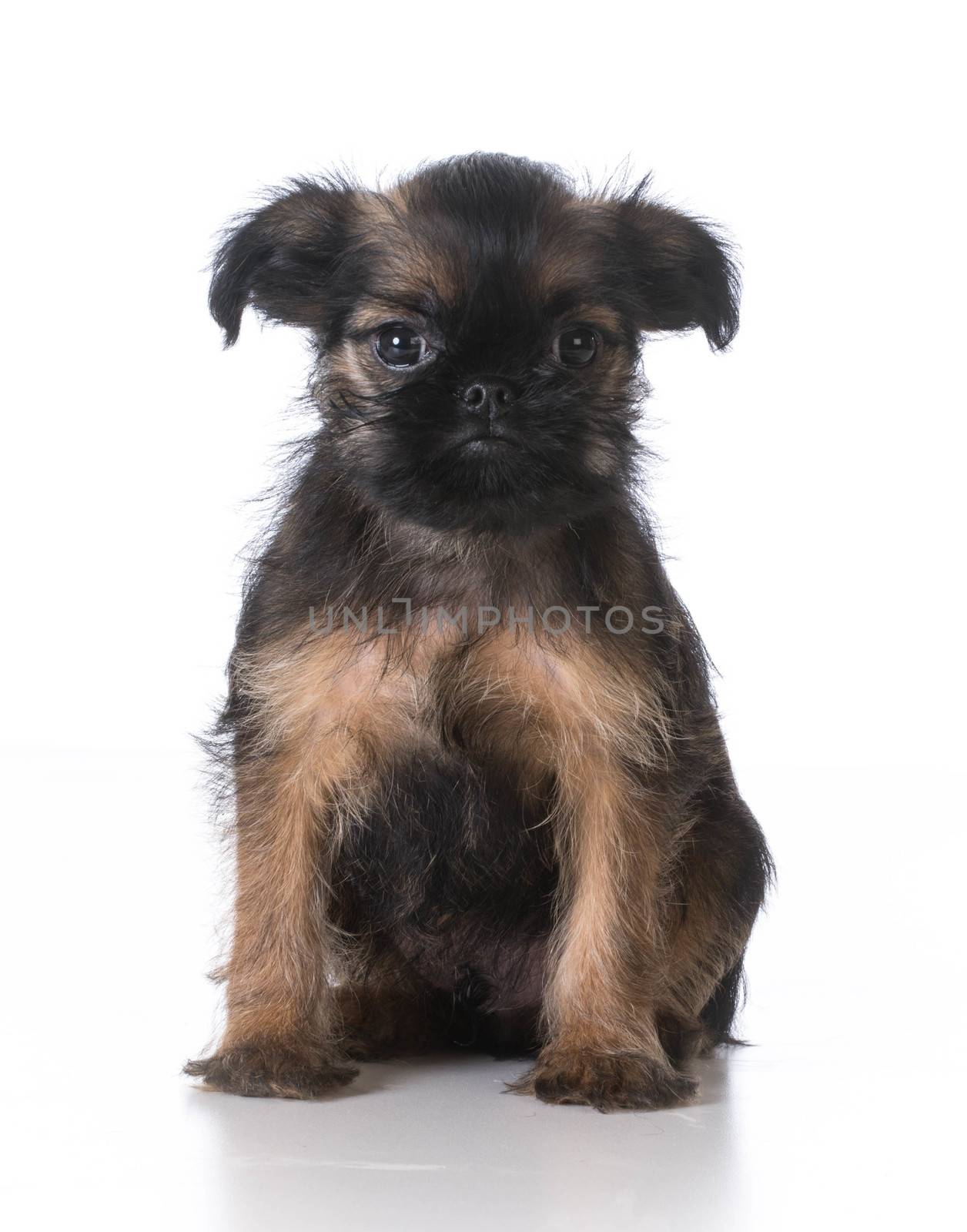 brussels griffon puppy sitting looking at viewer on white background