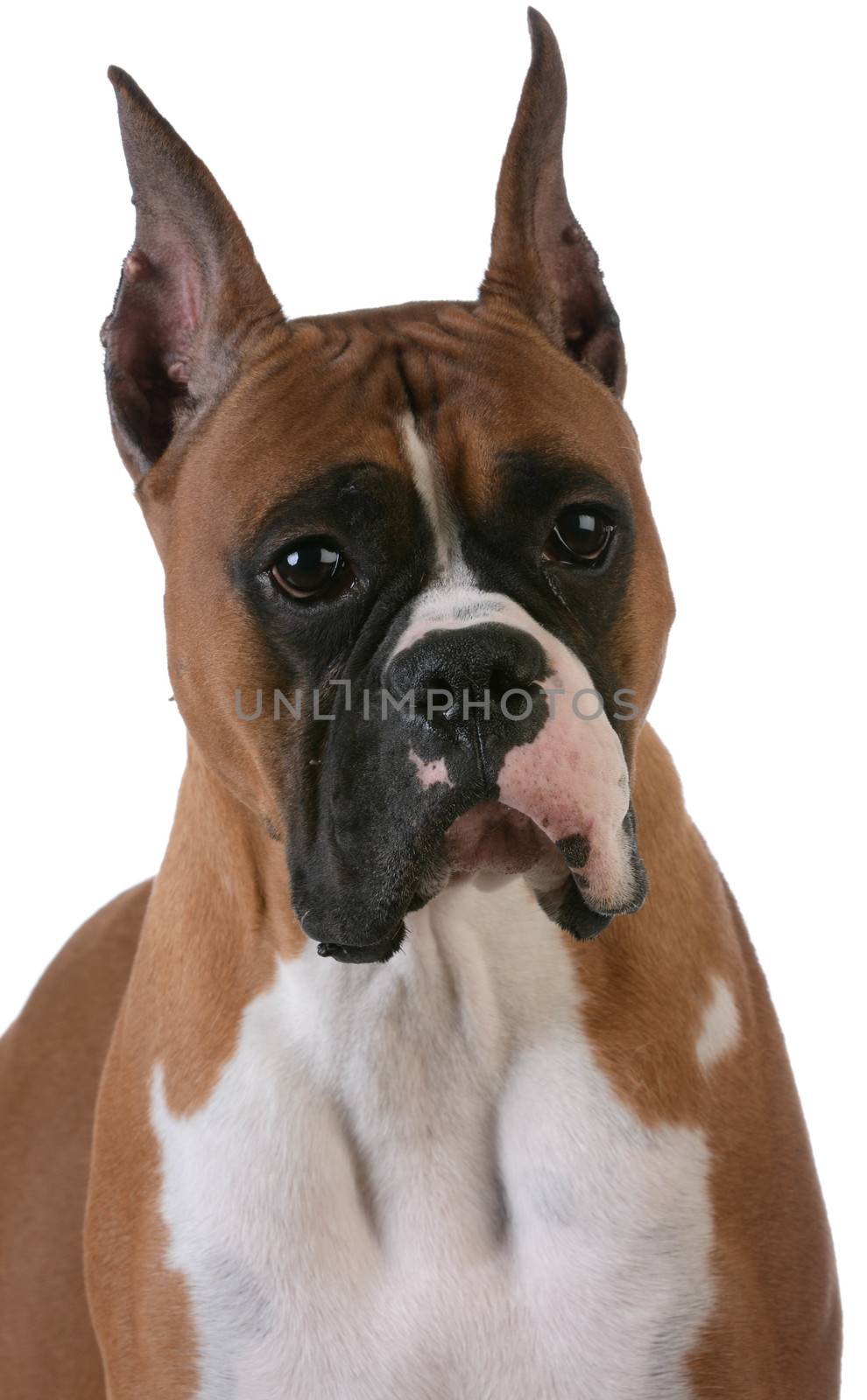 purebred boxer by willeecole123