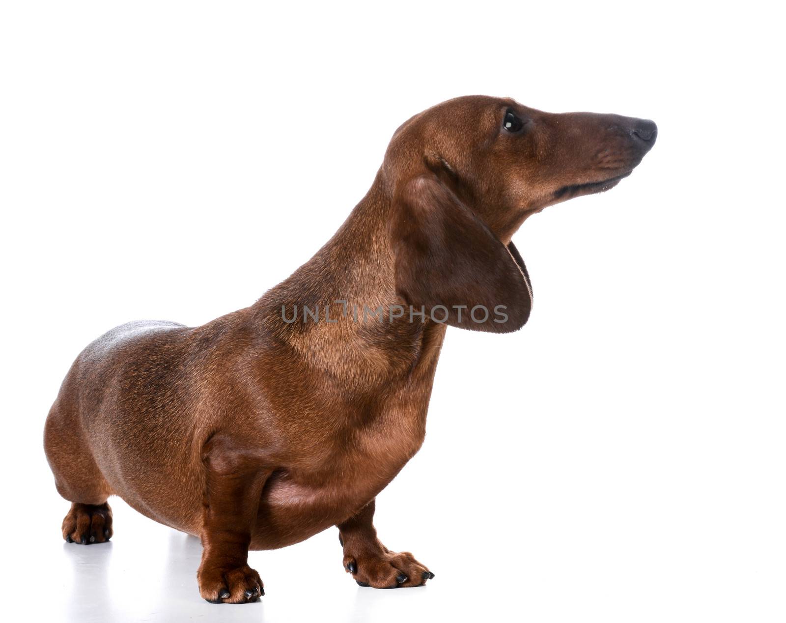 dachshund by willeecole123