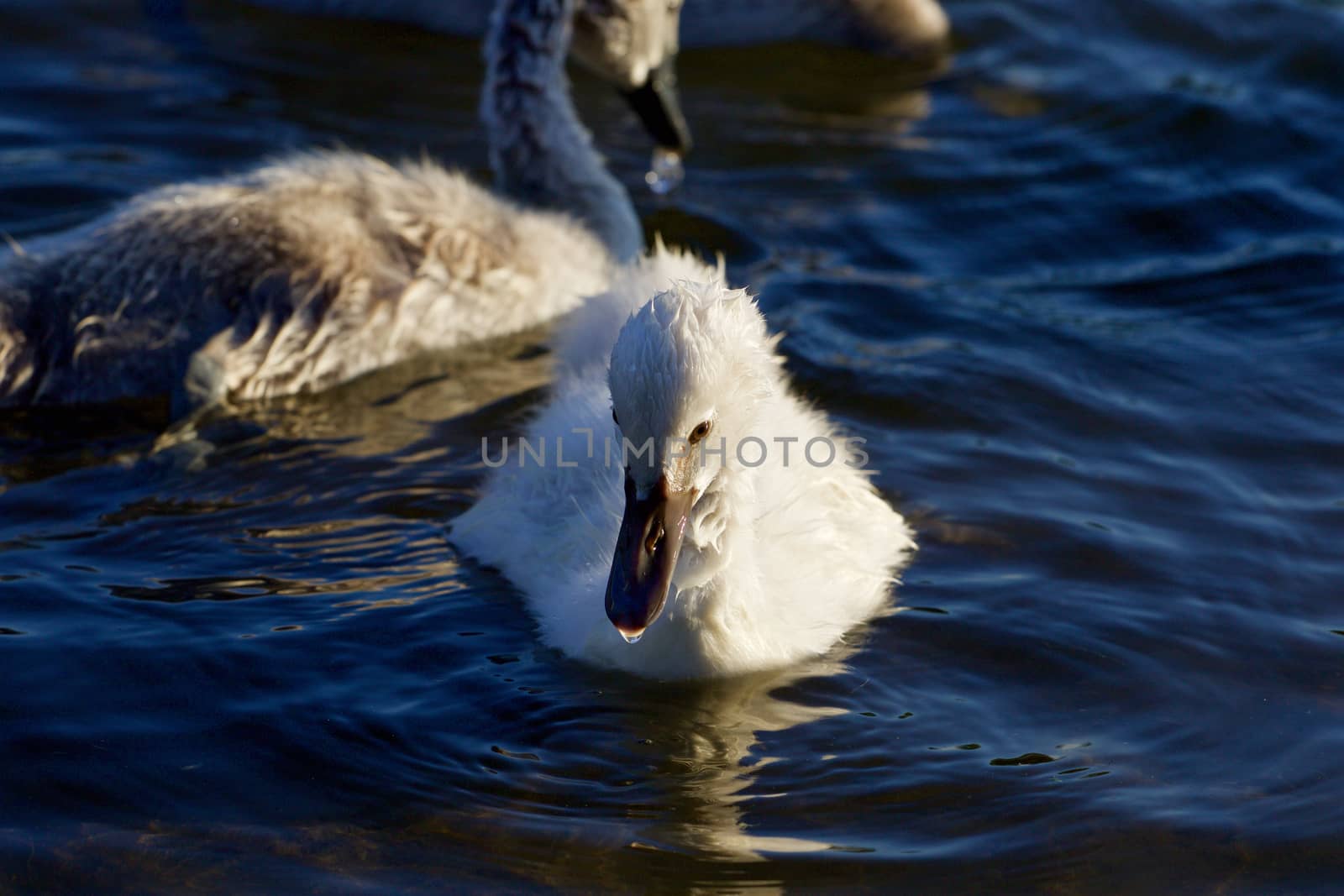 Young beautiful swan is swimming