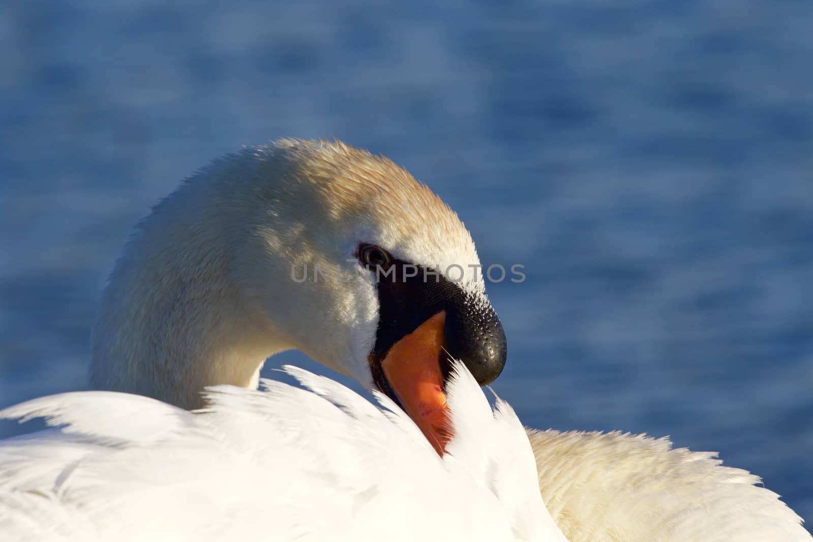 Beautiful close-up of the mute swan on the sunny evening by teo