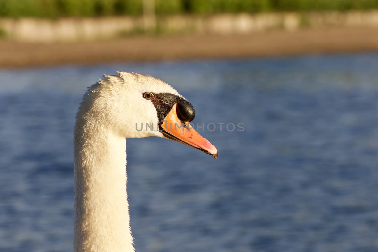 Beautiful portrait of the mute swan by teo