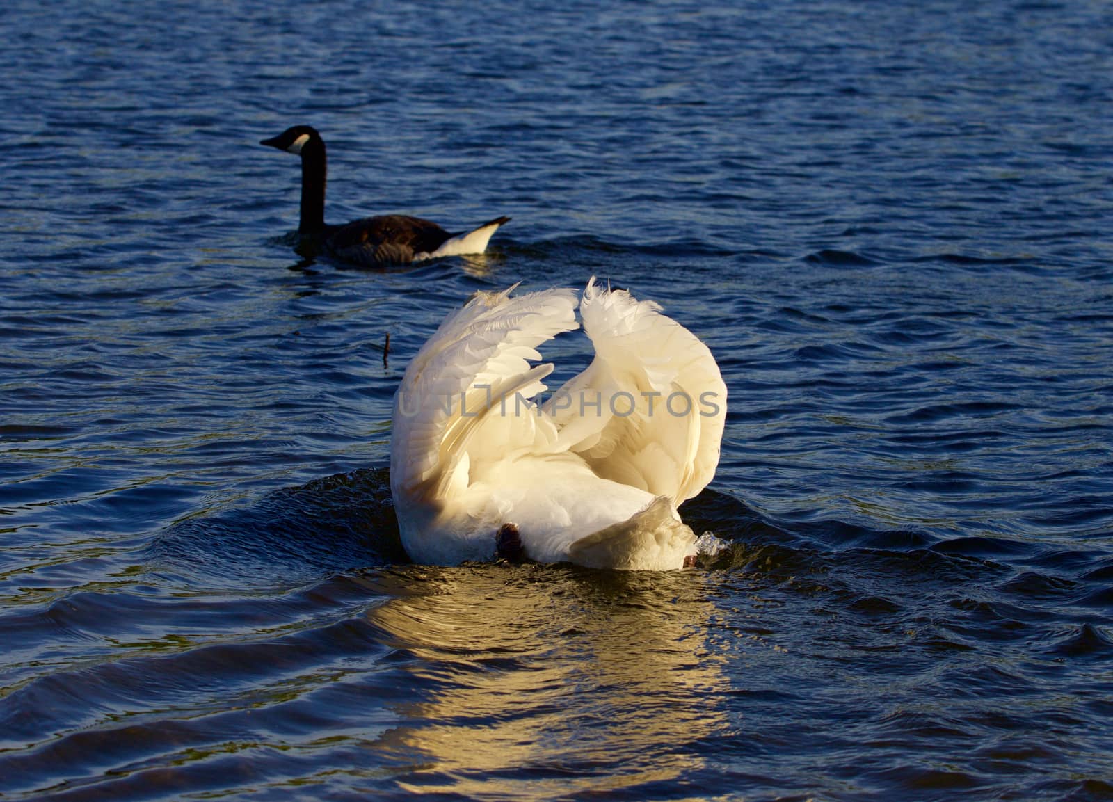 The pursuit of the goose by the angry mute swan