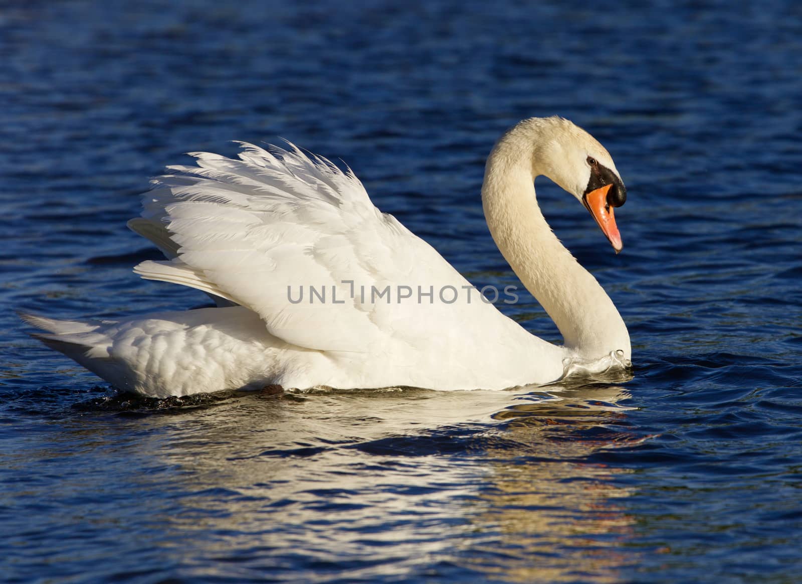 Very beautiful swan on the sunny evening by teo