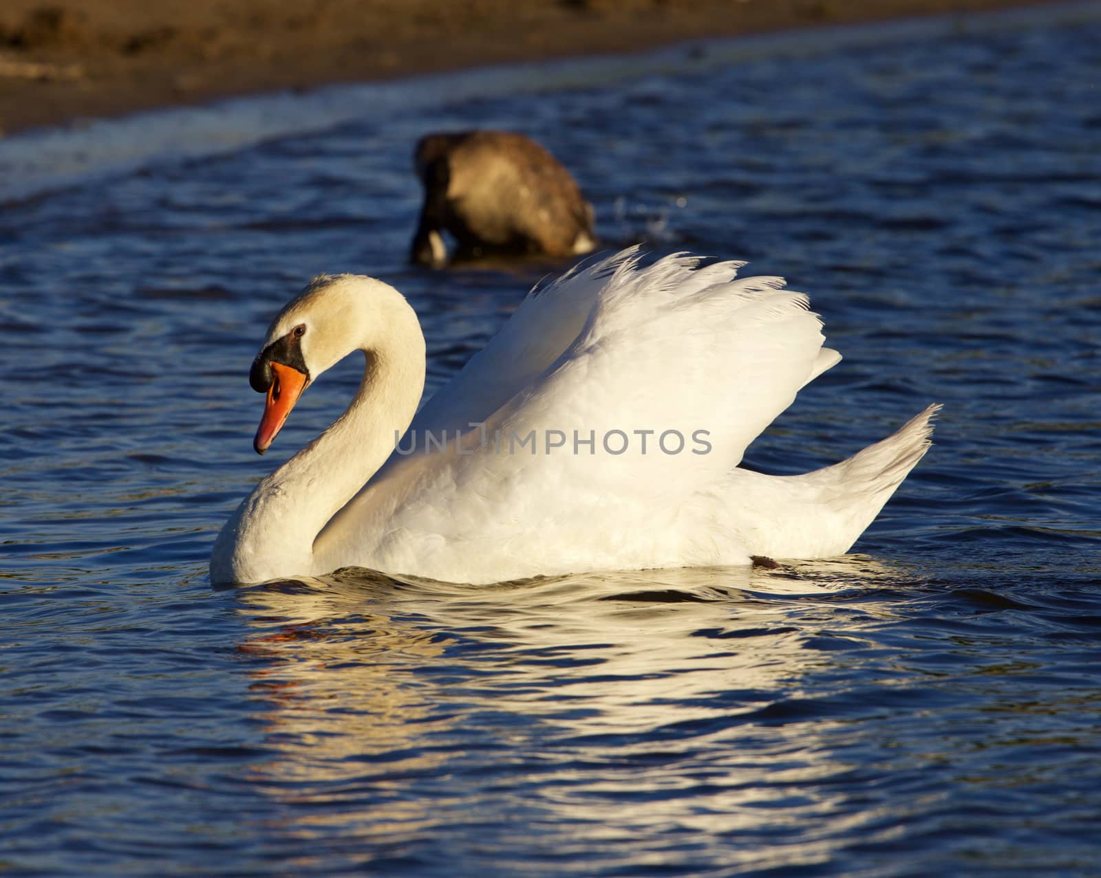 The beautiful mute swan swimming in the lake on the sunny evening