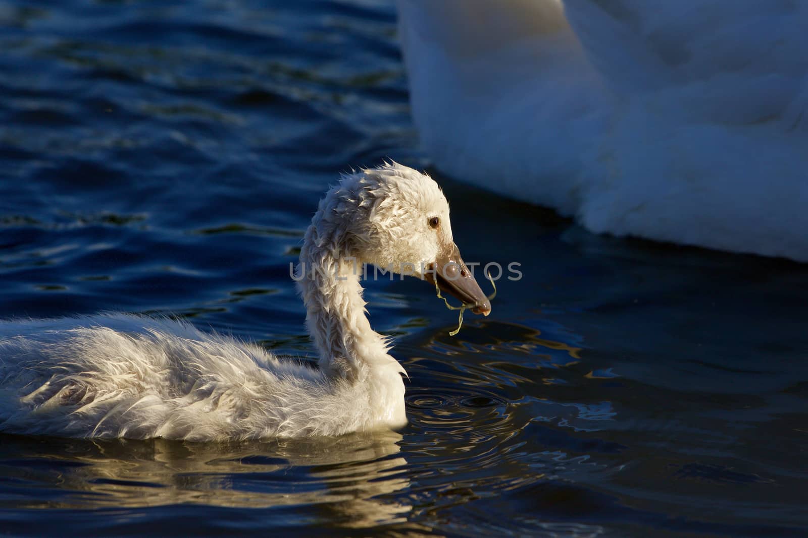 The young swan is eating algae by teo