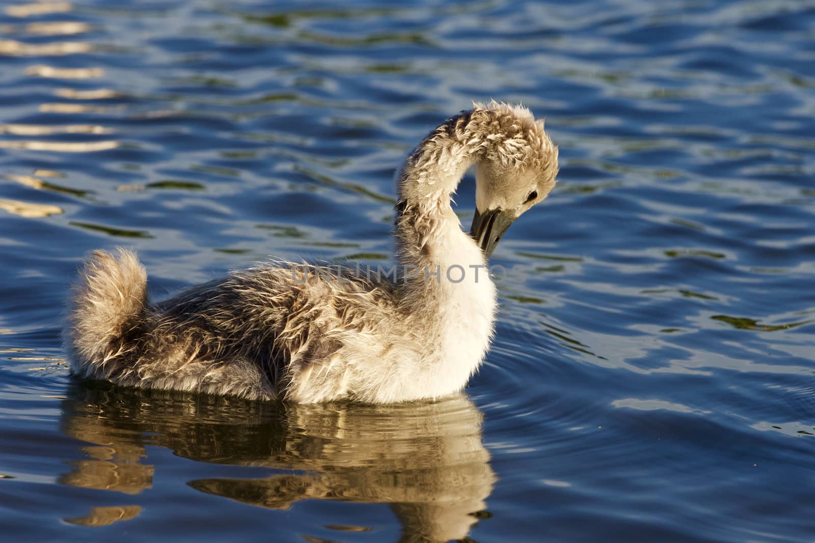 Beautiful close-up of the young mute swan