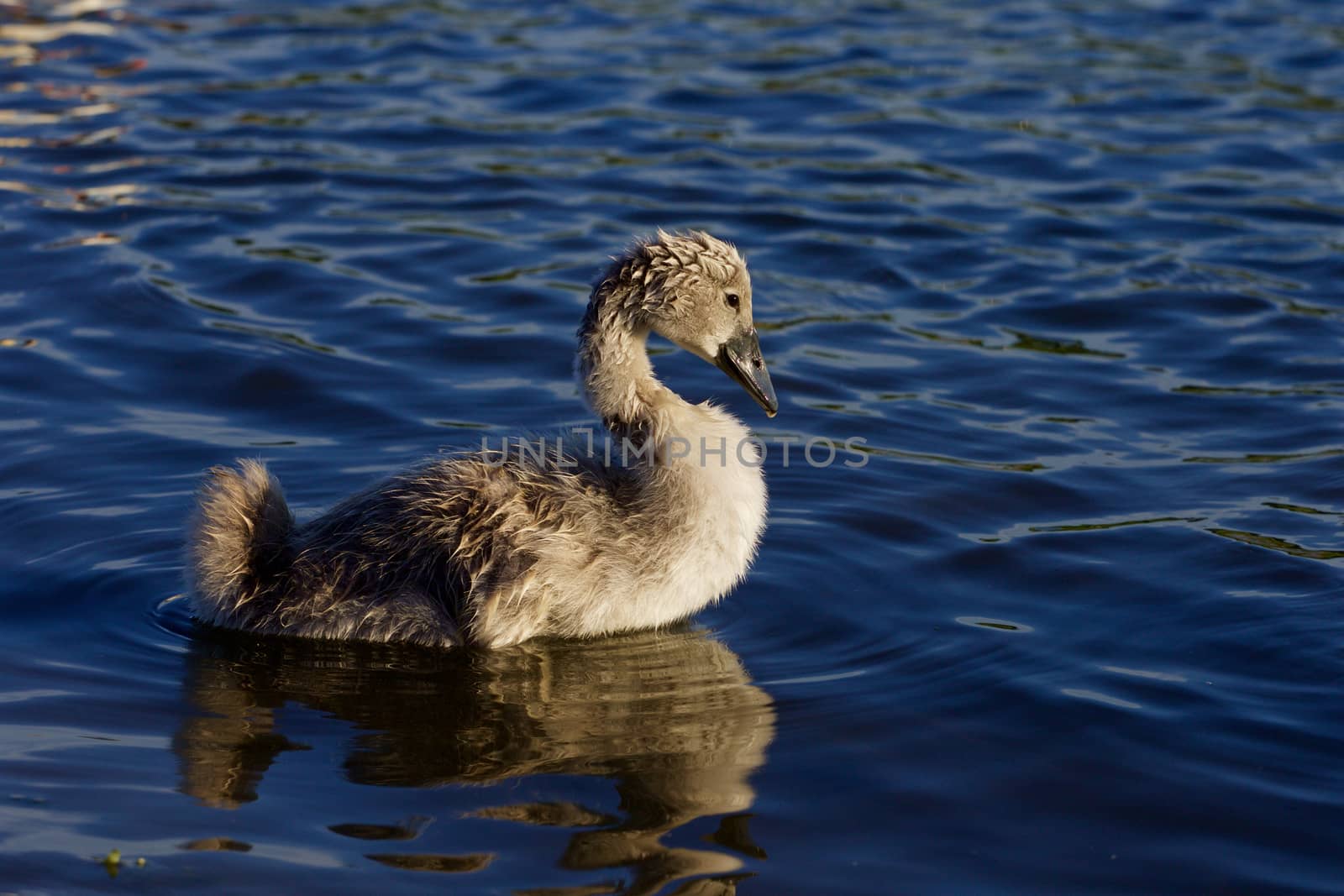 The young mute swan on the sunny evening by teo