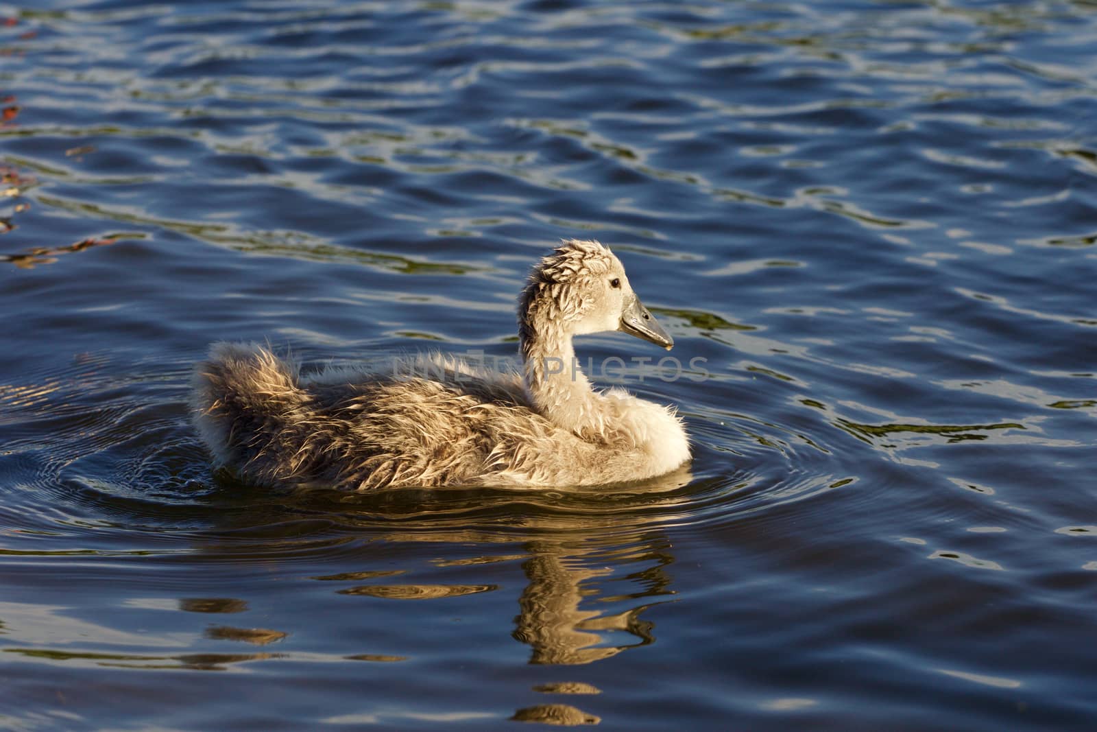 The young swan is swimming in the lake by teo