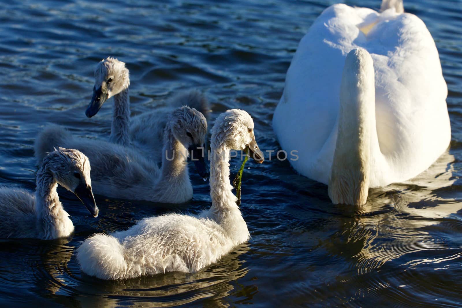 The swans family is swimming together