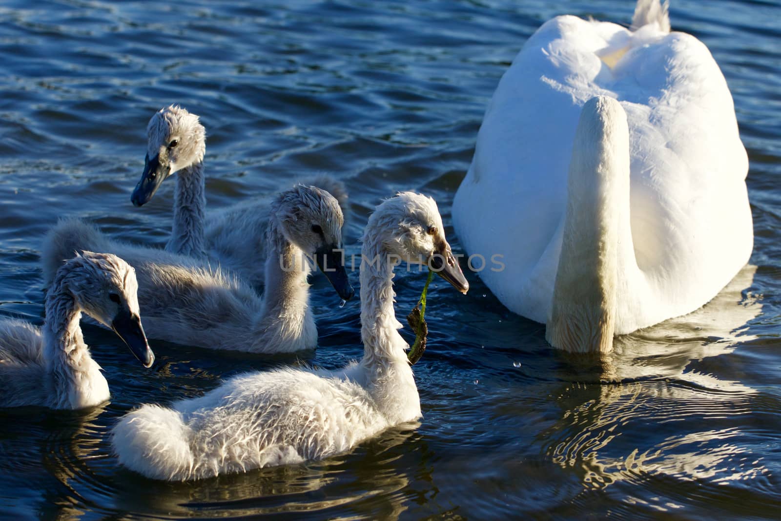 Beautiful young swans are swimming with their parents by teo