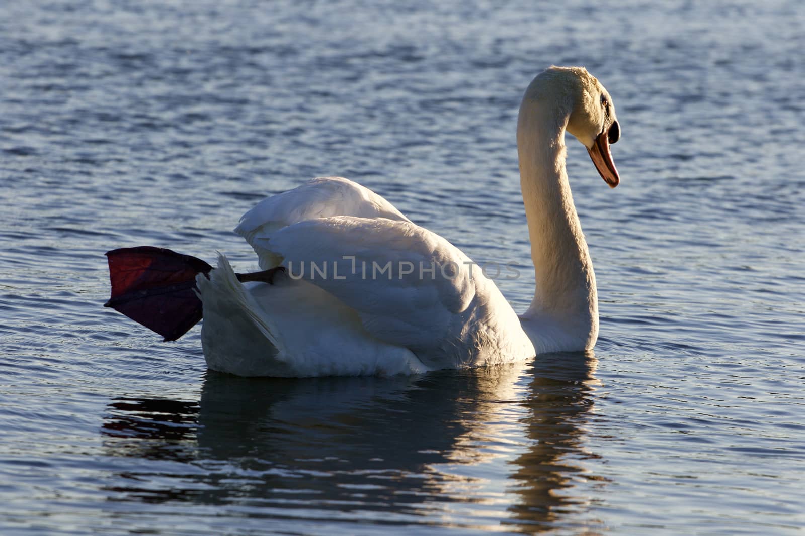 The strong beautiful swan is swimming with his leg up by teo