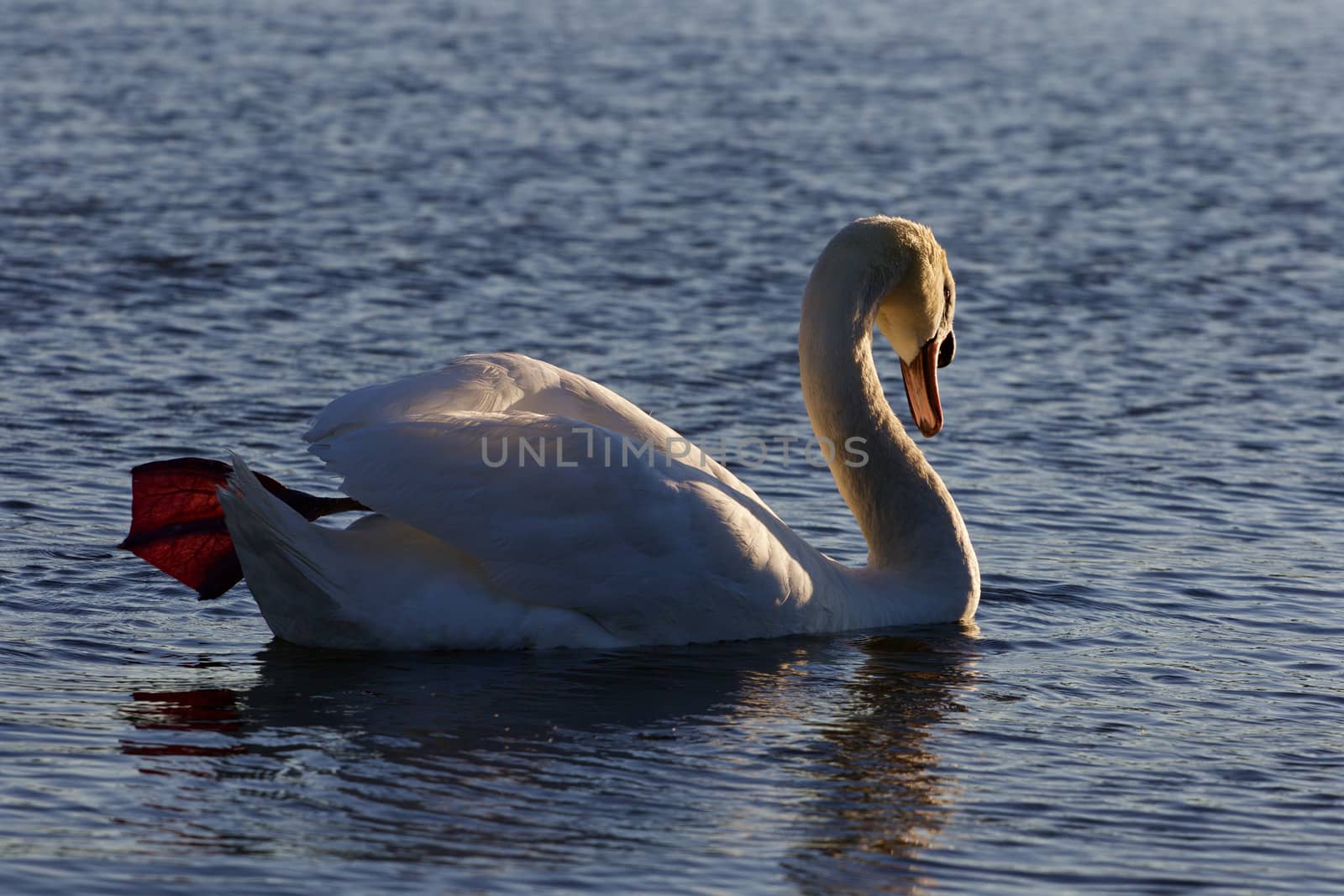 Beautiful background with the mute swan swimming on the sunny evening by teo