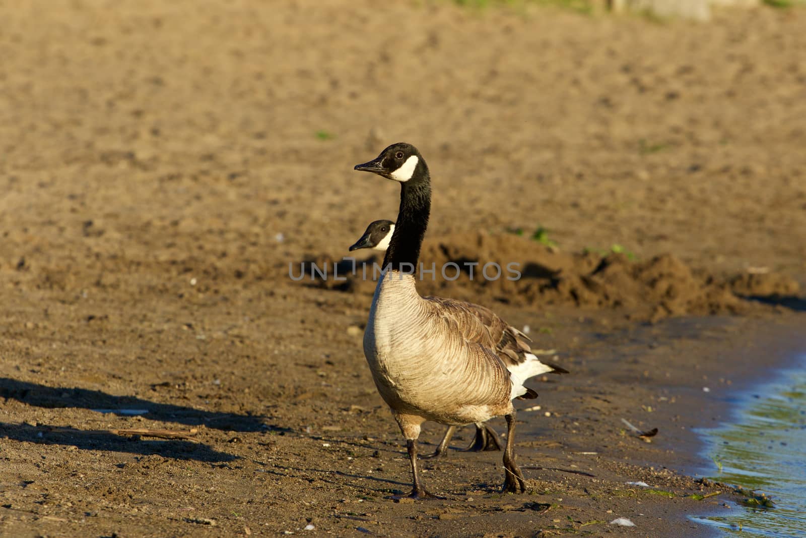 Beautiful young Canada goose on the beach