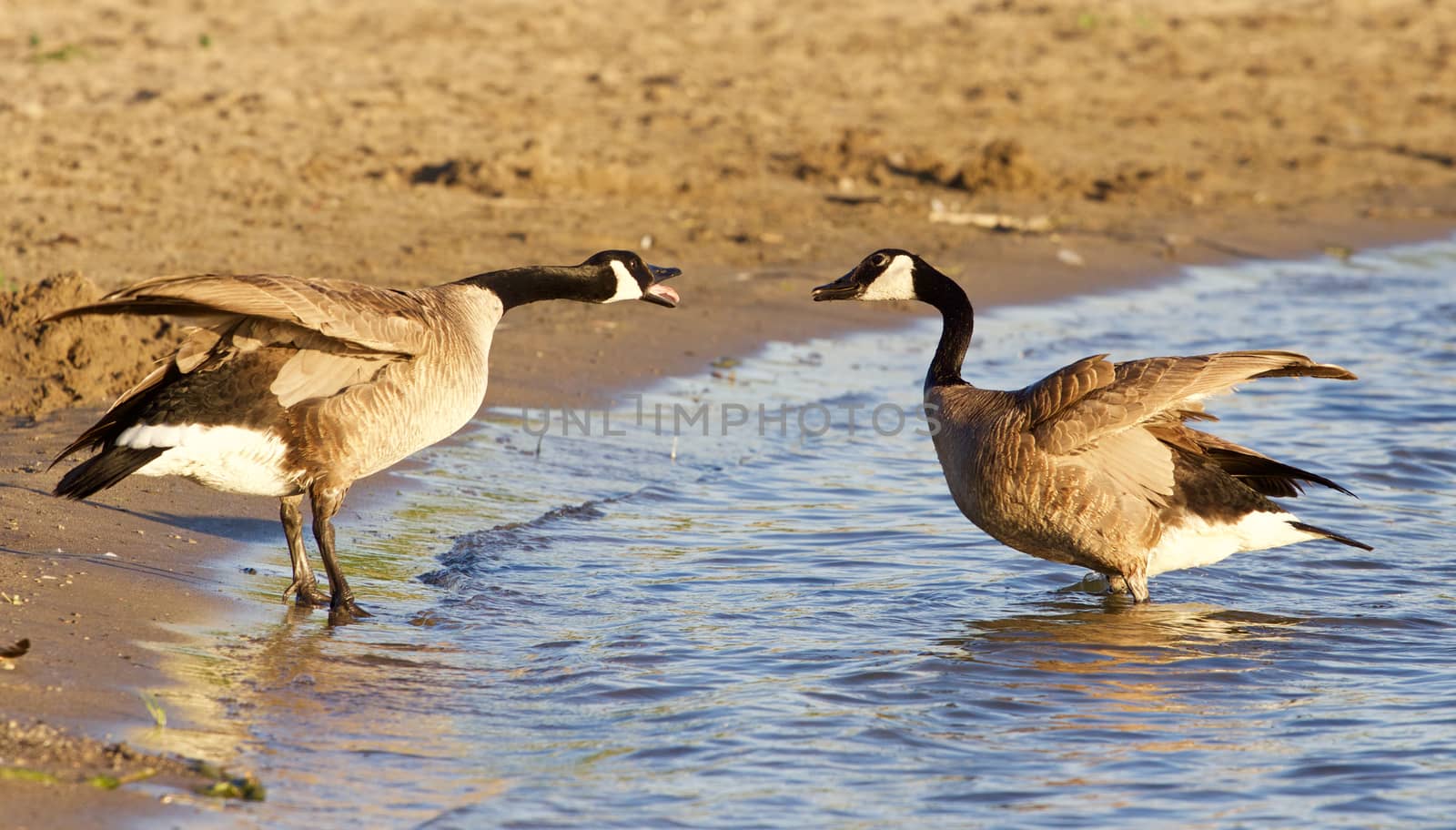 Funny expressive talk between two Canada geese on the beach