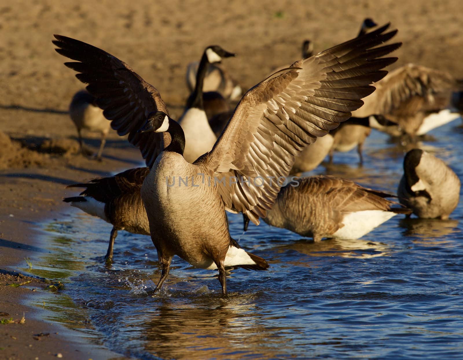 Beautiful Canada goose shows his strong wings by teo