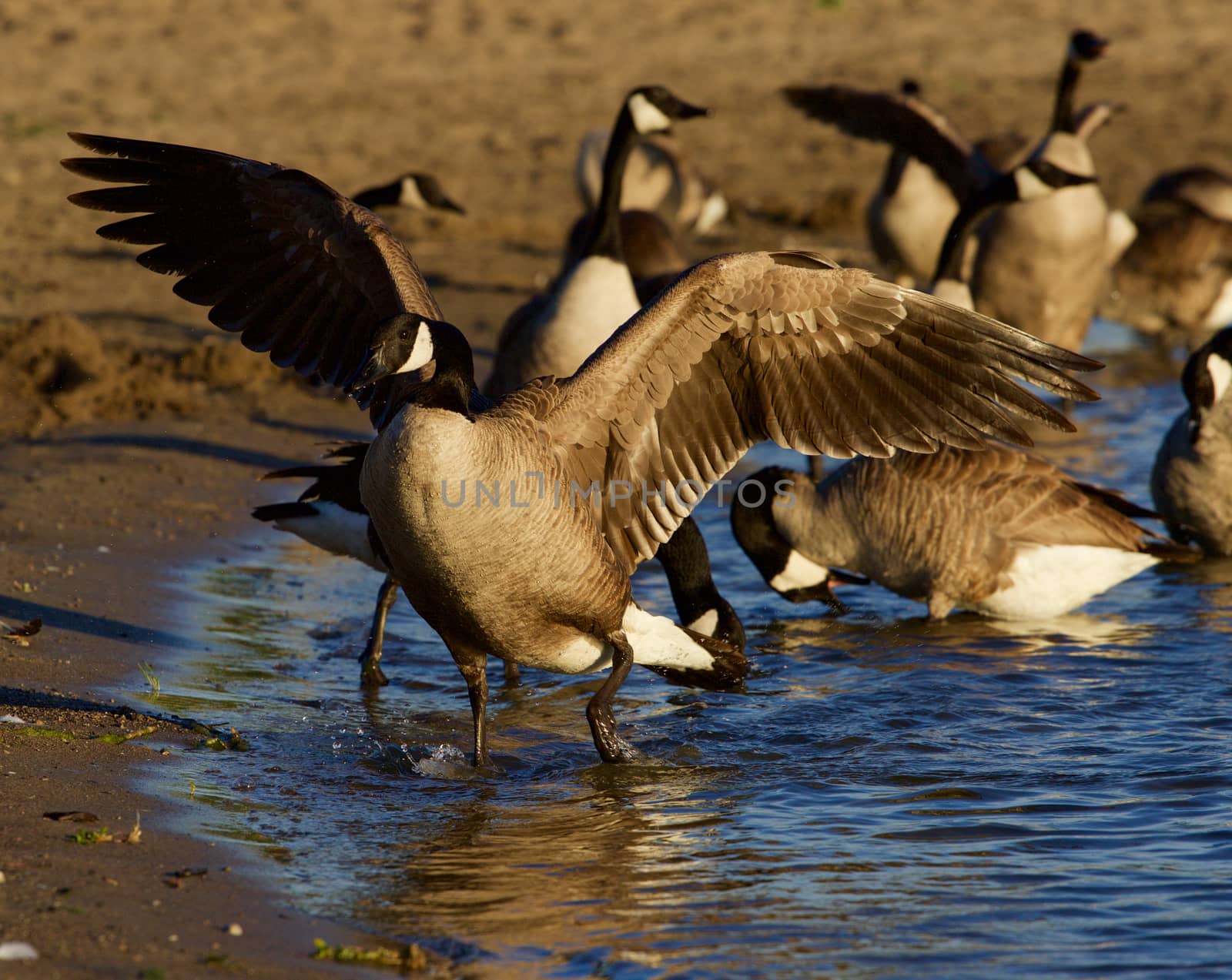 Canada goose shows his beautiful wings by teo