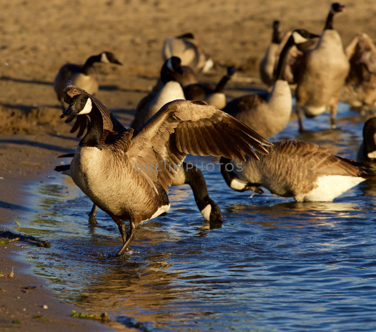 Beautiful Canada geese on the beach by teo