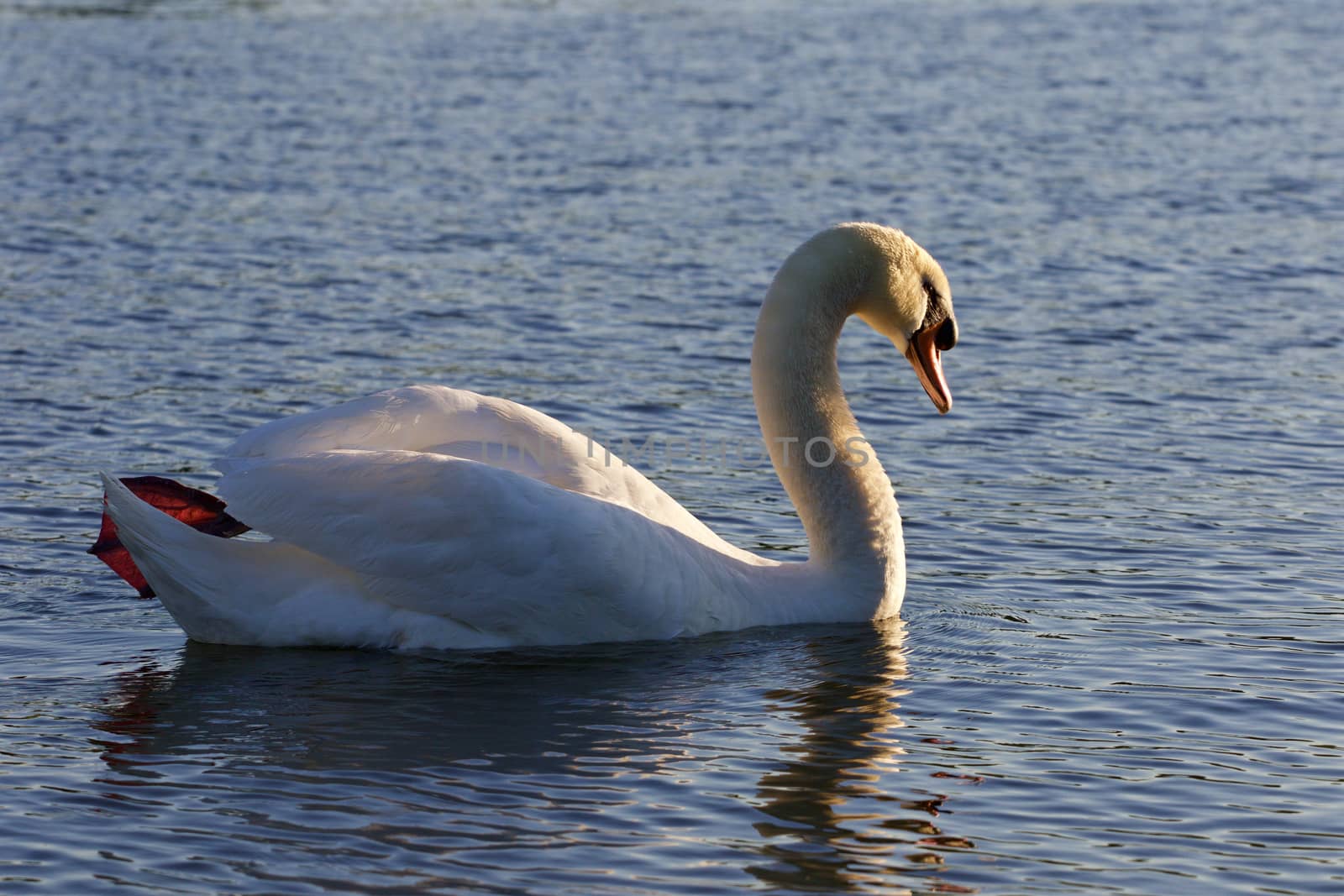 Beautiful mute swan is swimming in the lake by teo