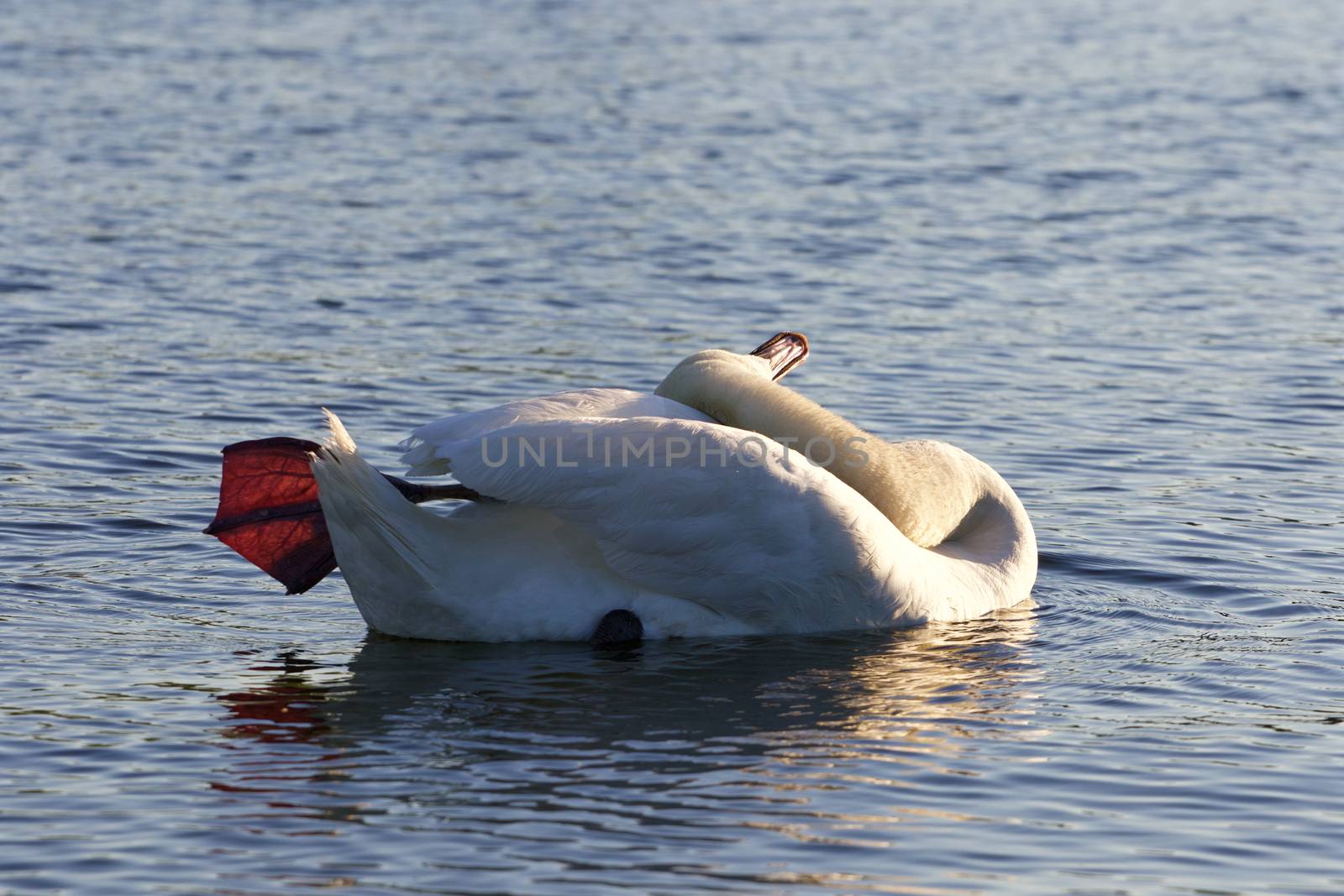 Yoga lessons from the beautiful swan  by teo