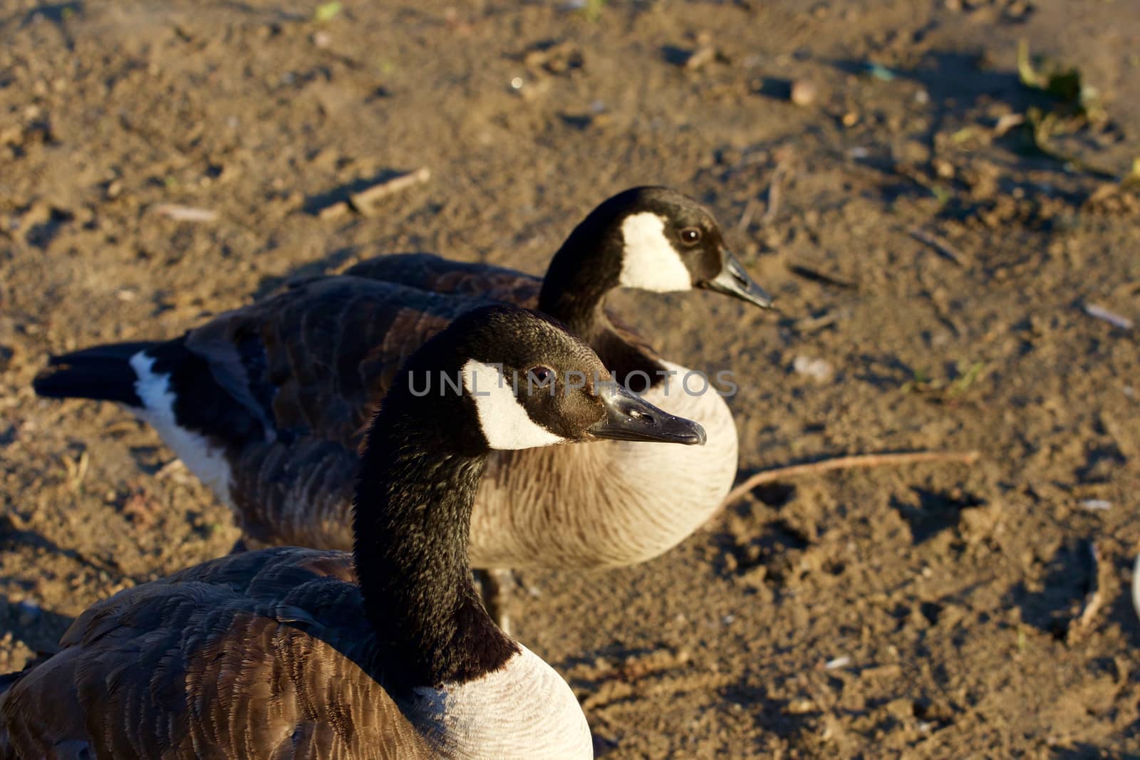 Close-up of two beautiful young Canada geese by teo