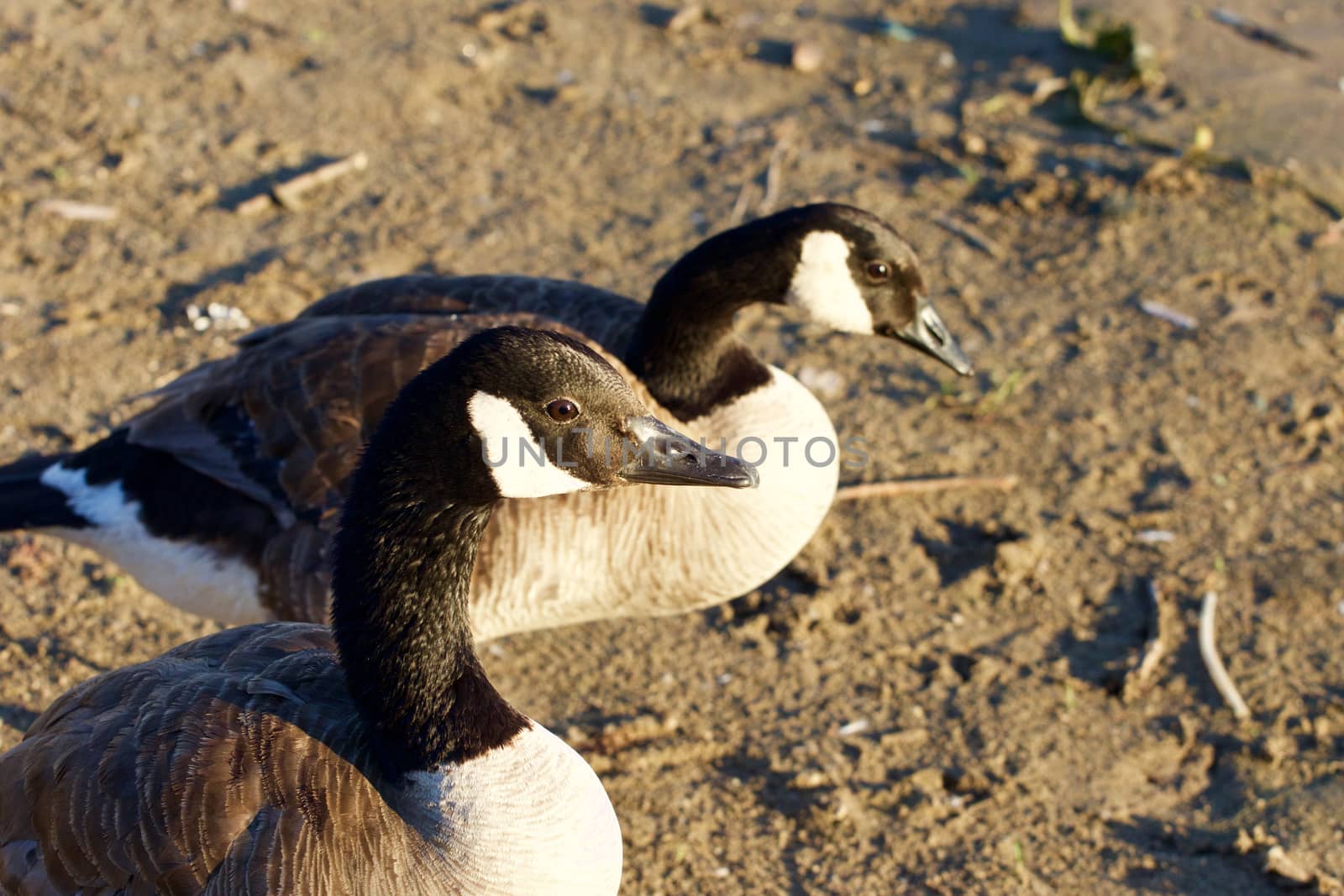 Beautiful young Canada goose on the beach by teo