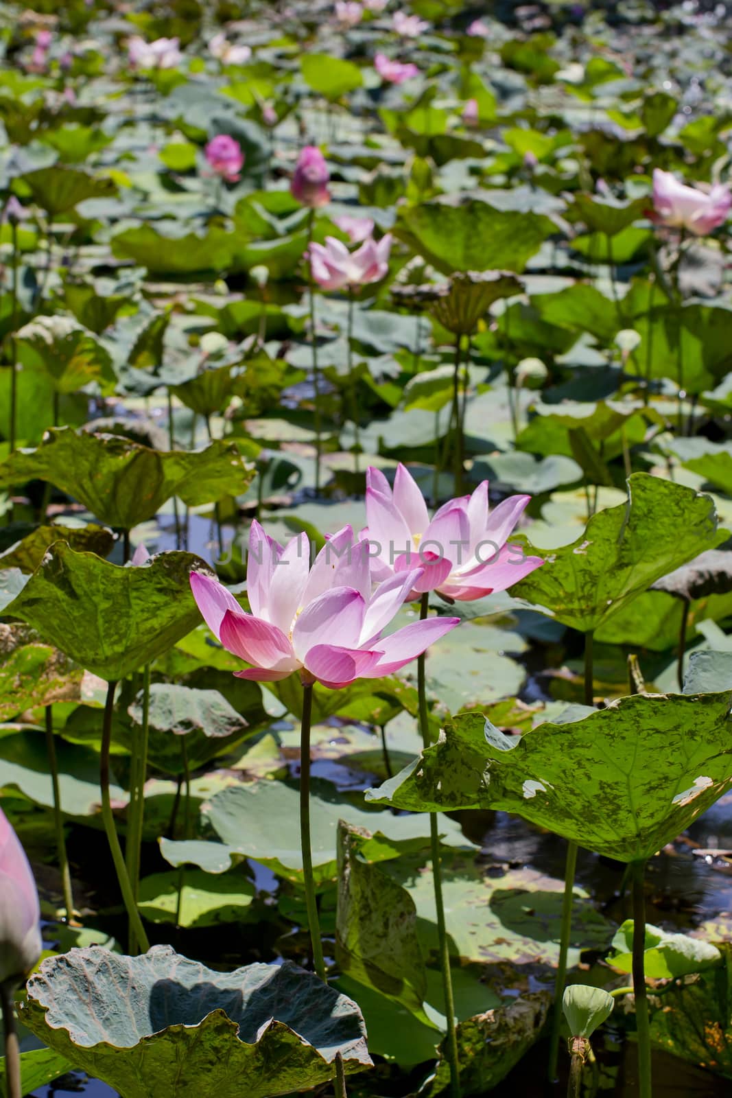 Blossom pink water lotus. Pink water Lily.