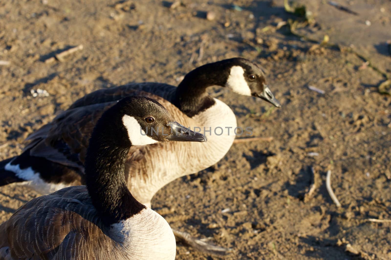 Beautiful close-up of a pair of Canada geese by teo