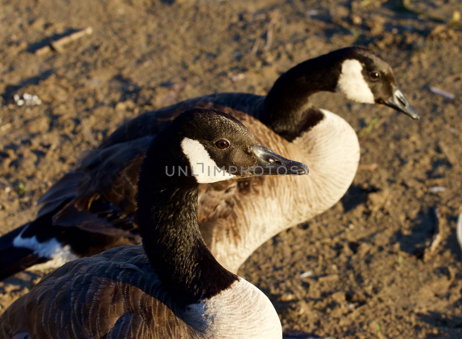 Two beautiful Canada geese on the sunny evening