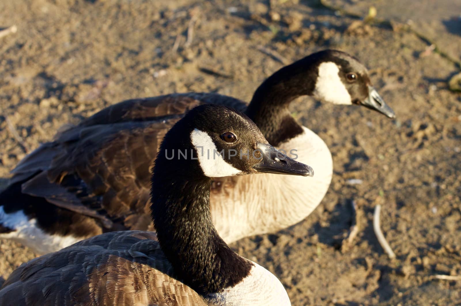 Beautiful couple of the young Canada geese