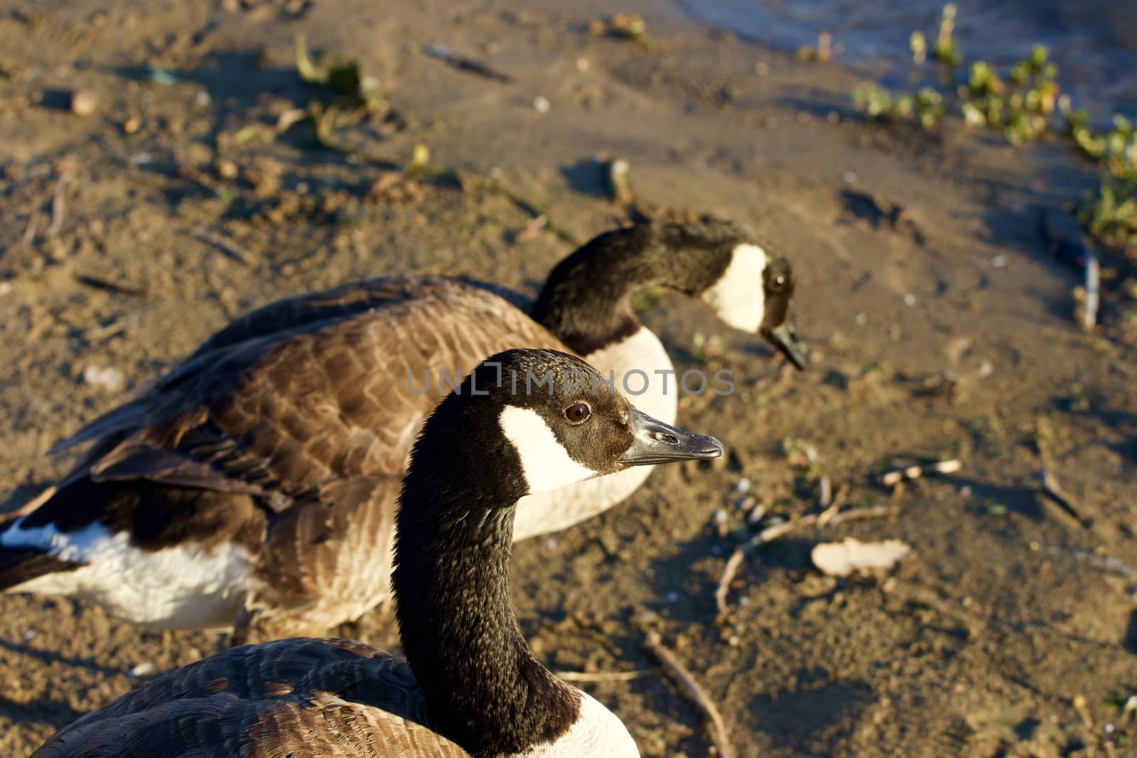 Two young Canada geese on the beach