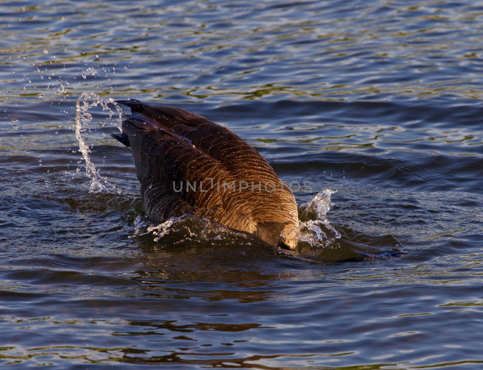 Expressive diving in the lake from the Canada goose by teo