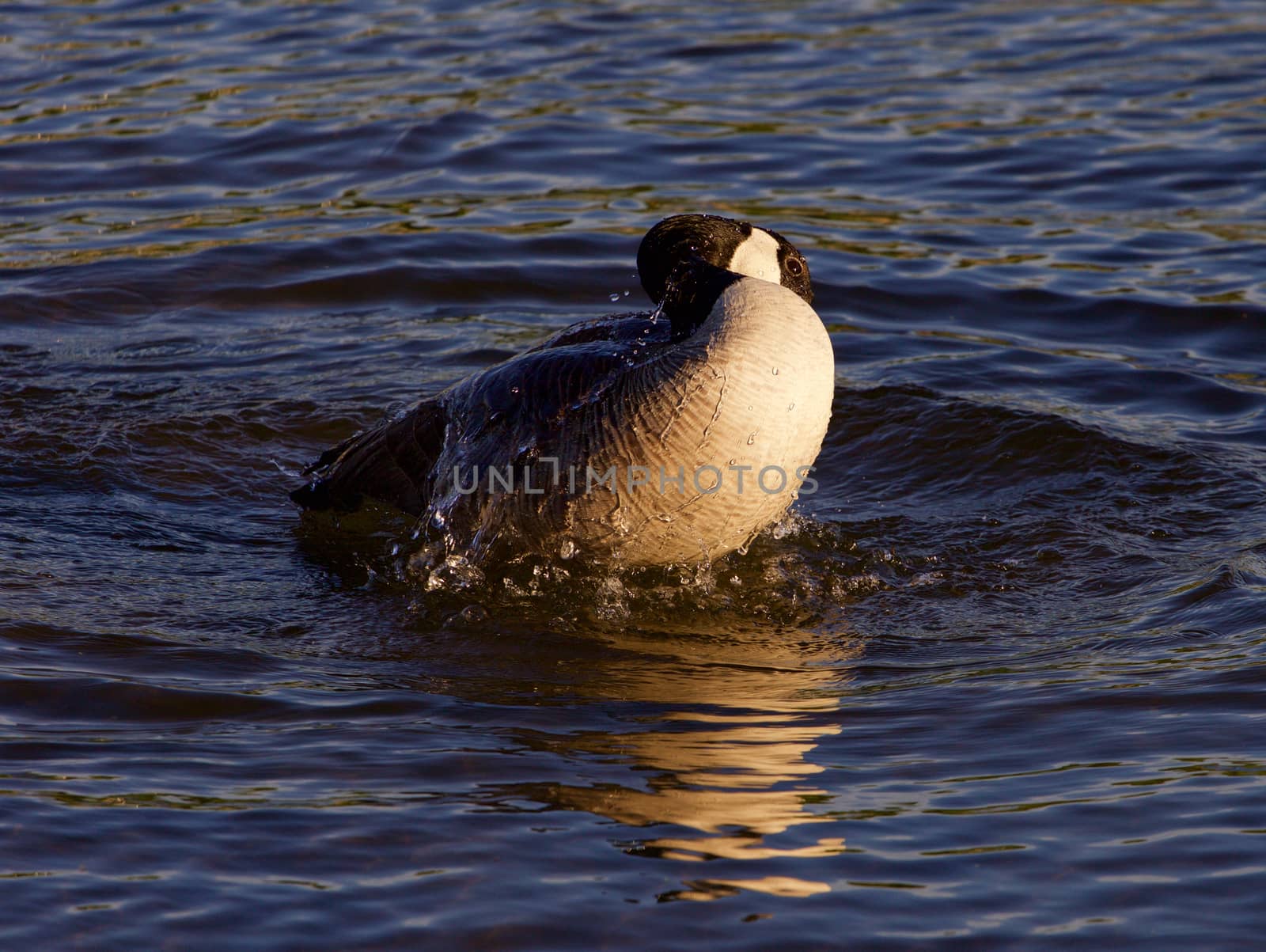 Expressive swimming in the lake from the Canada goose on the sunny evening