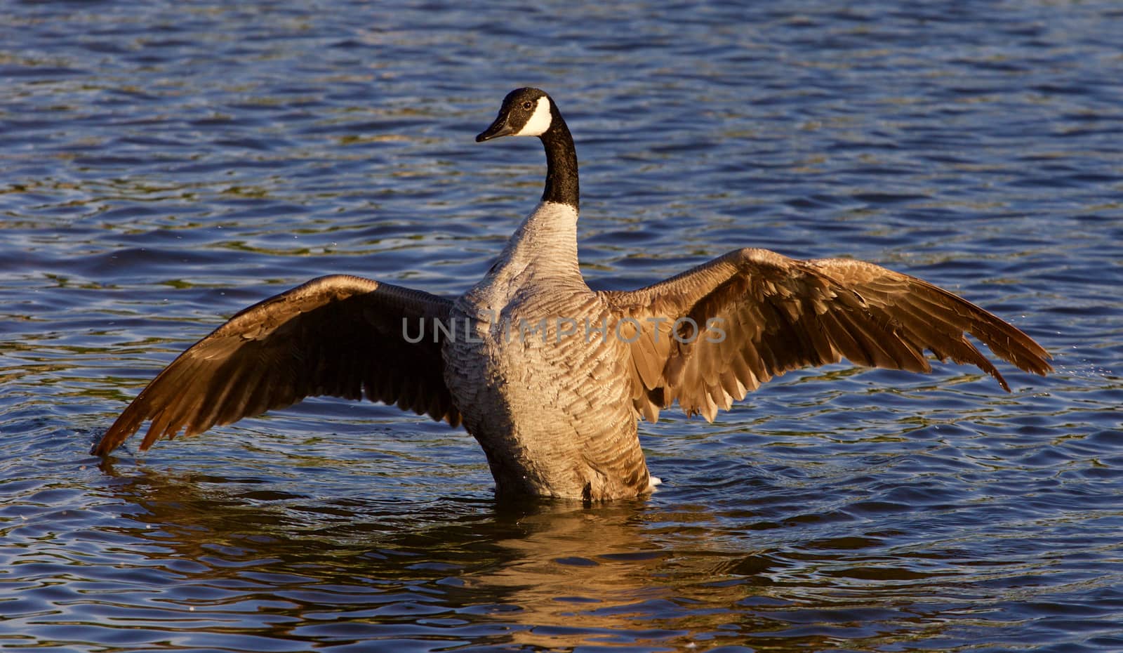 Very beautiful Canada goose spreads his wings on the sunny evening