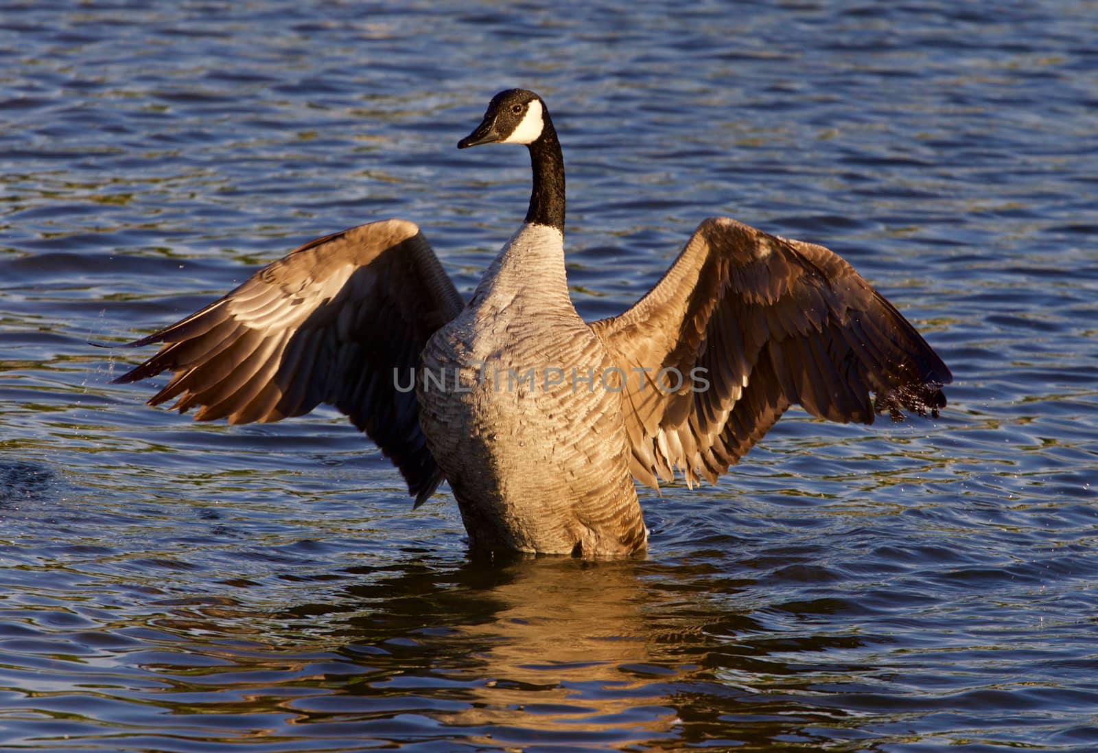 Very beautiful Canada goose shows his wings by teo