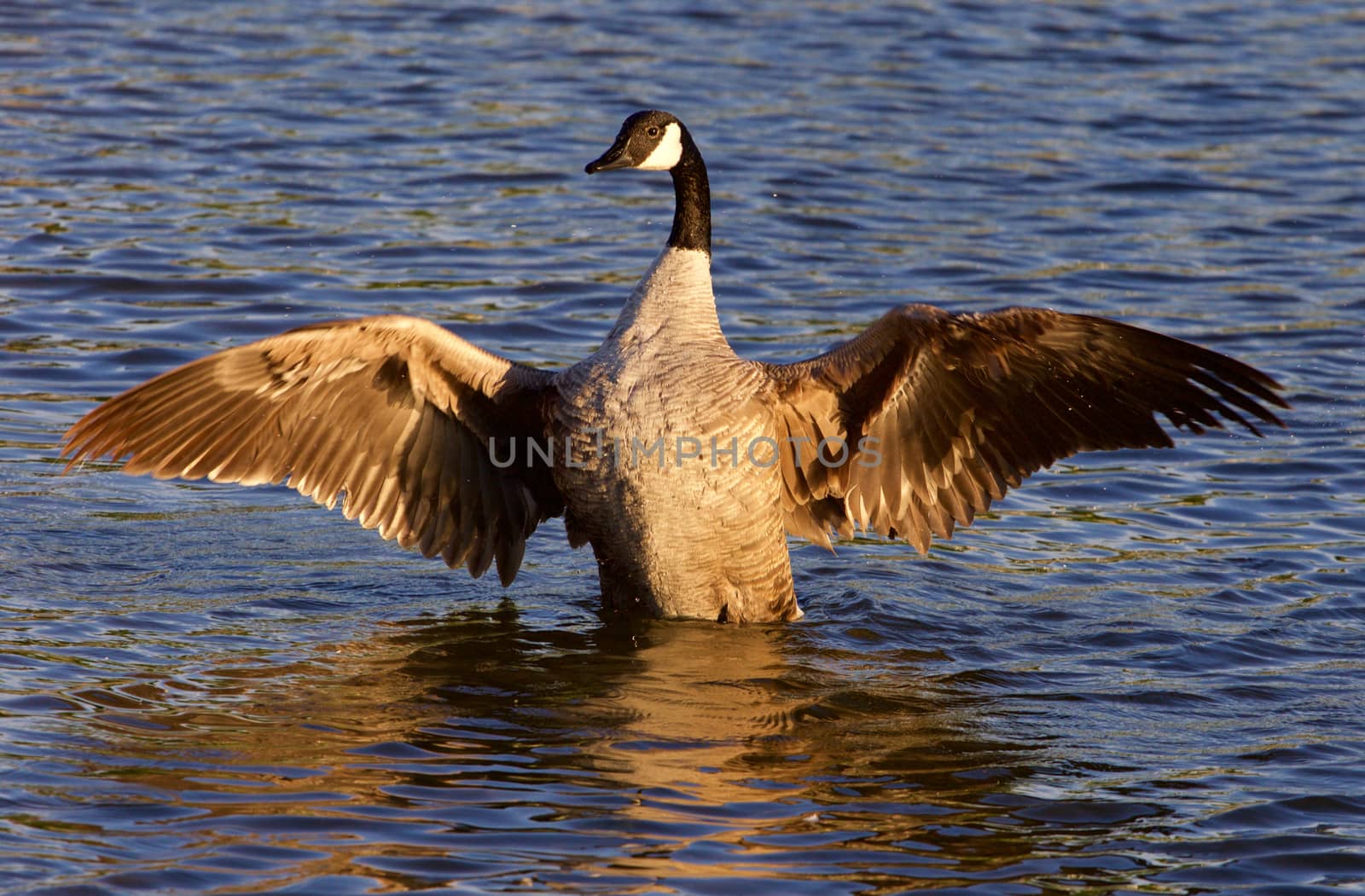 Beautiful Canada goose in the lake on the sunny evening