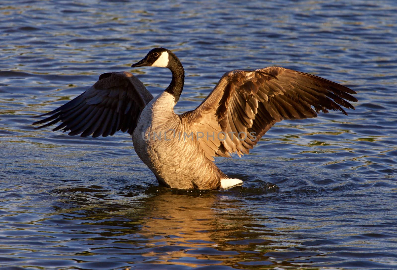 Beautiful pose of the Canada goose on the sunny evening