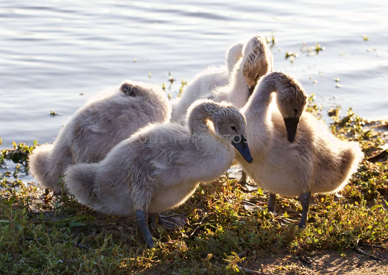 Beautiful family of young swans are cleaning their feathers by teo