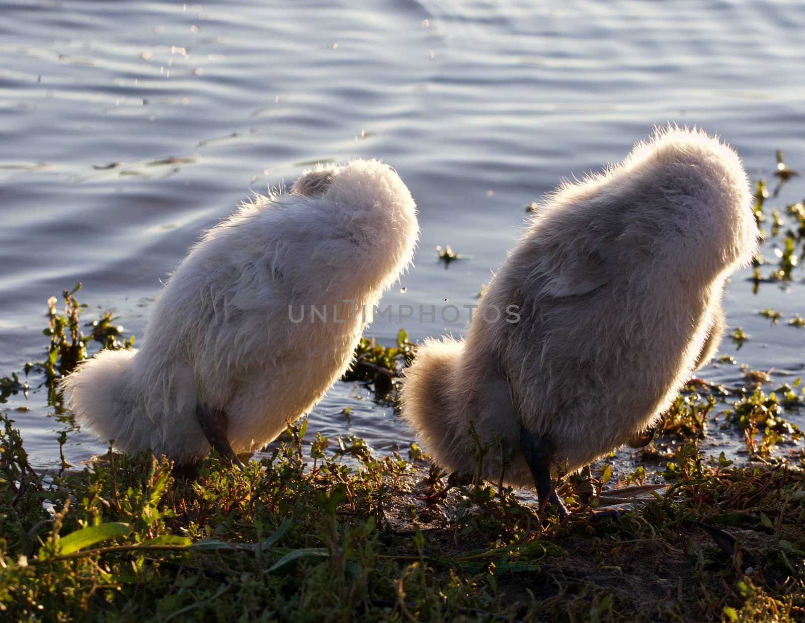 Funny chicks of the mute swans are synchronously cleaning their feathers by teo