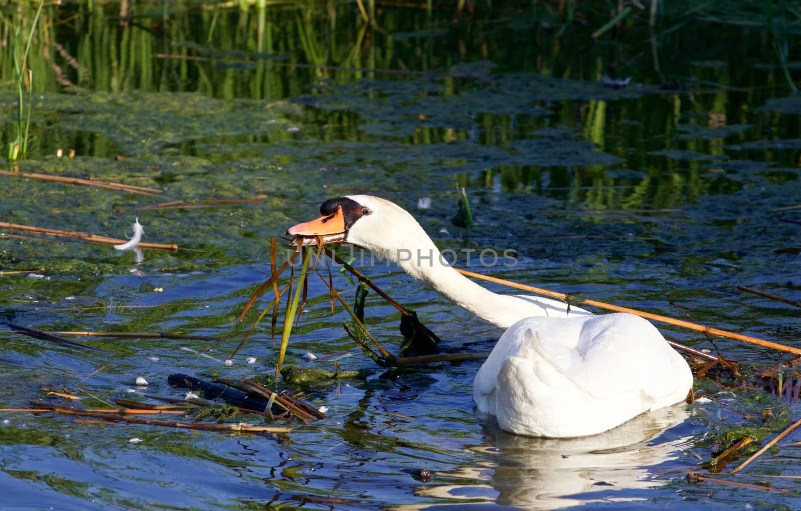 The strong mute swan is working on the cleaning of his territory