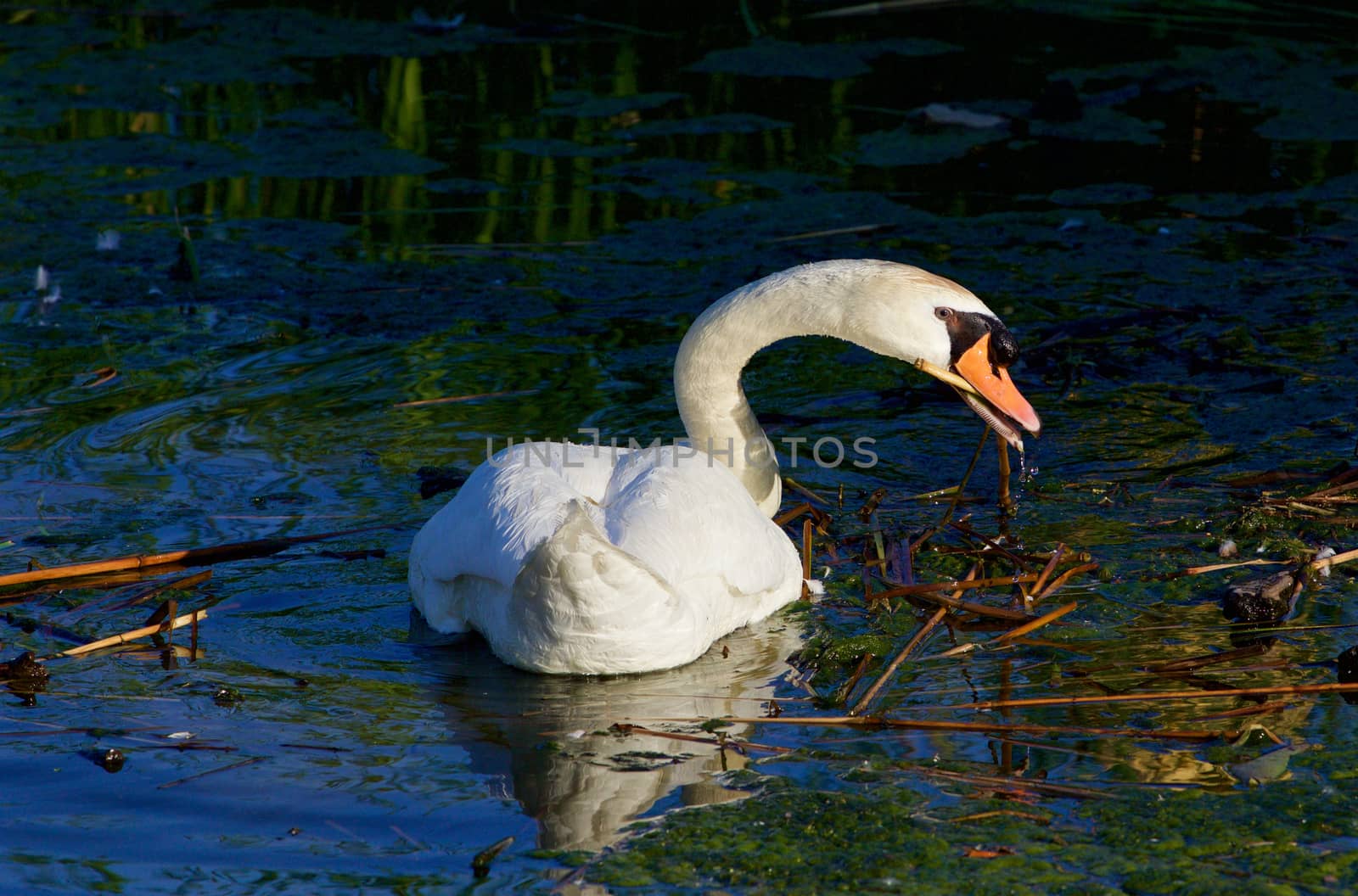 The strong beautiful swan is cleaning the lake by teo