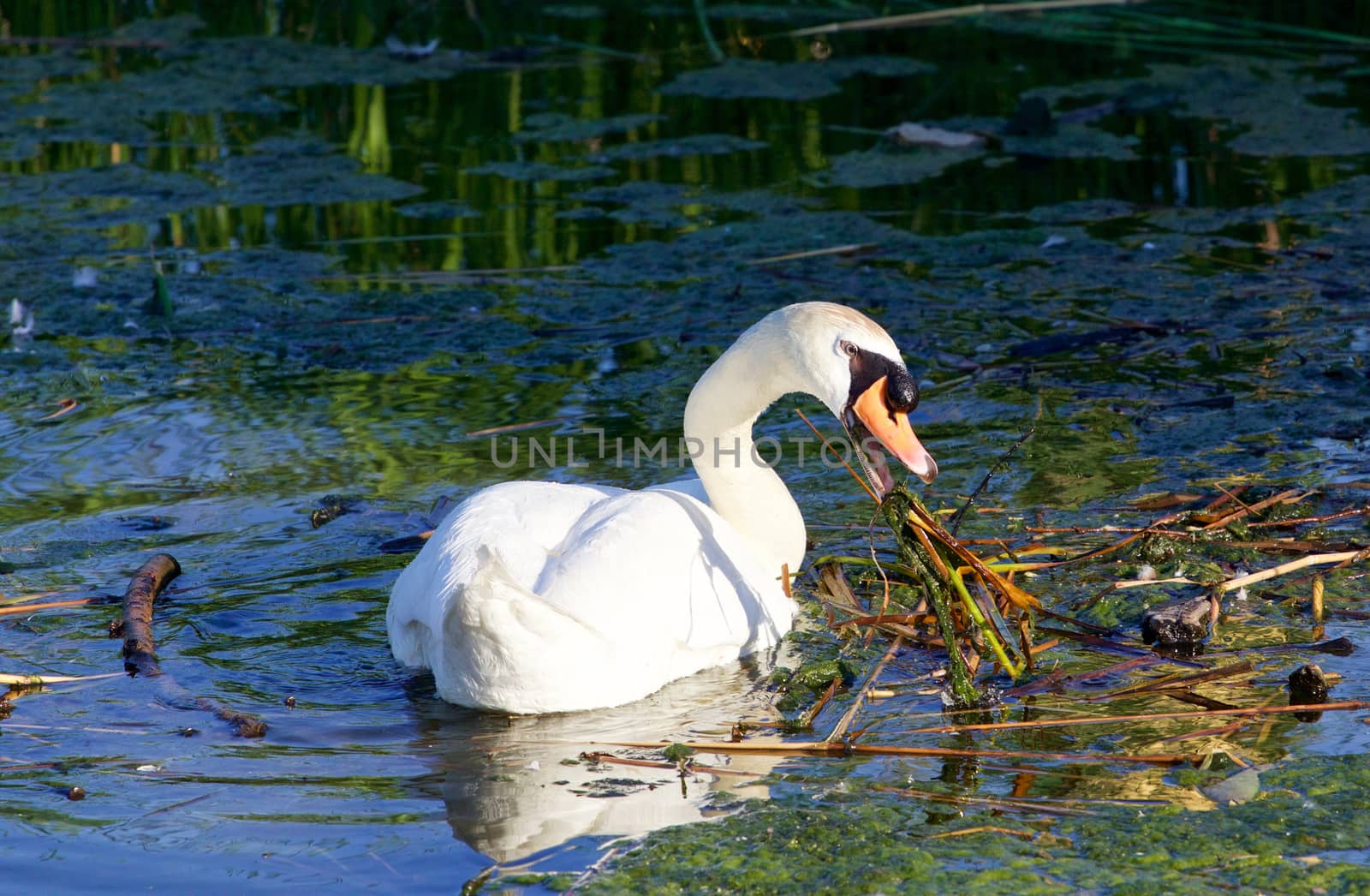 The hard-working mute swan by teo