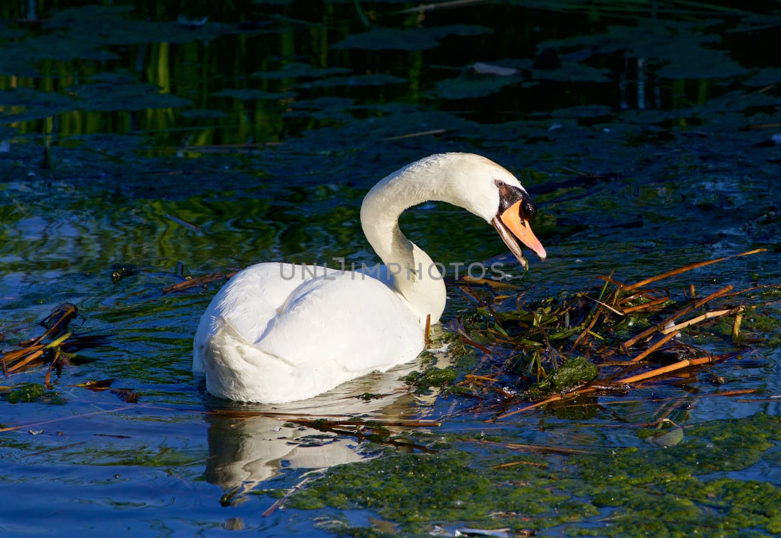 The close-up of the strong mute swan cleaning his territory in the lake