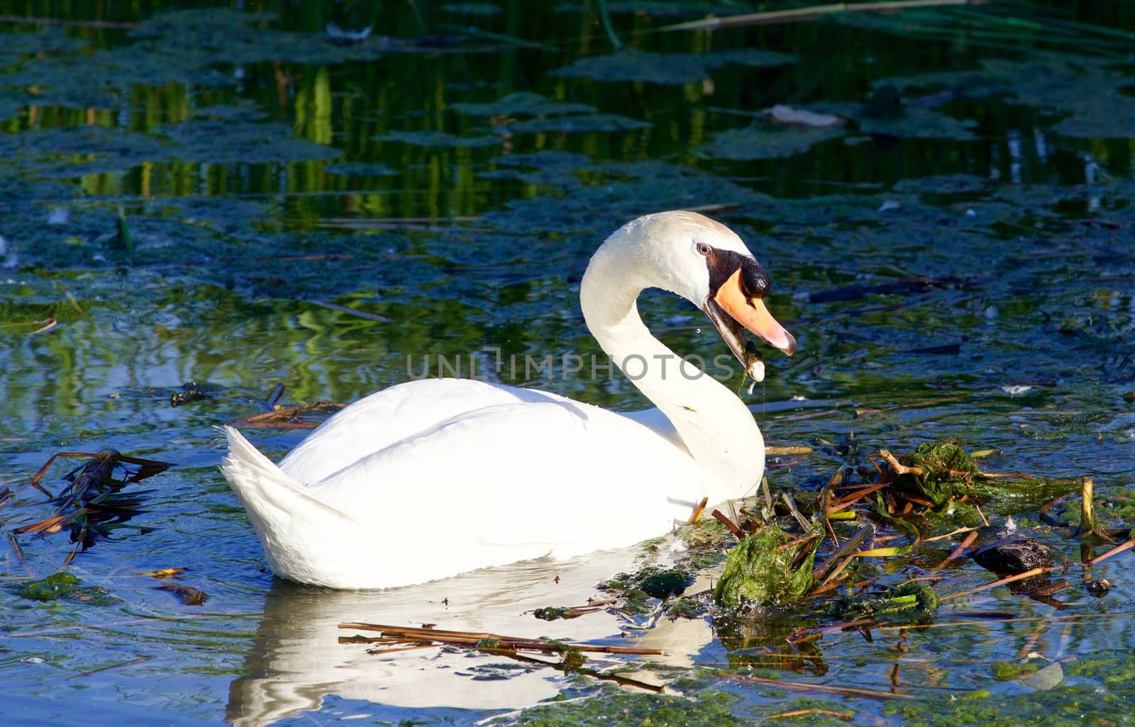 Beautiful strong mute swan is trying to clean the territory by teo